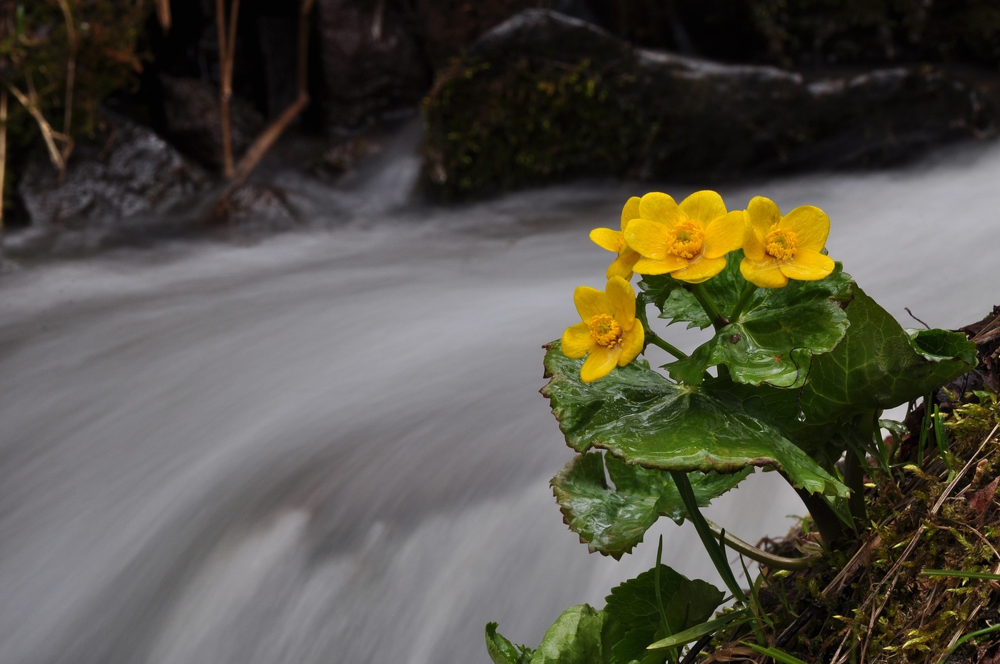 Цветы ручей