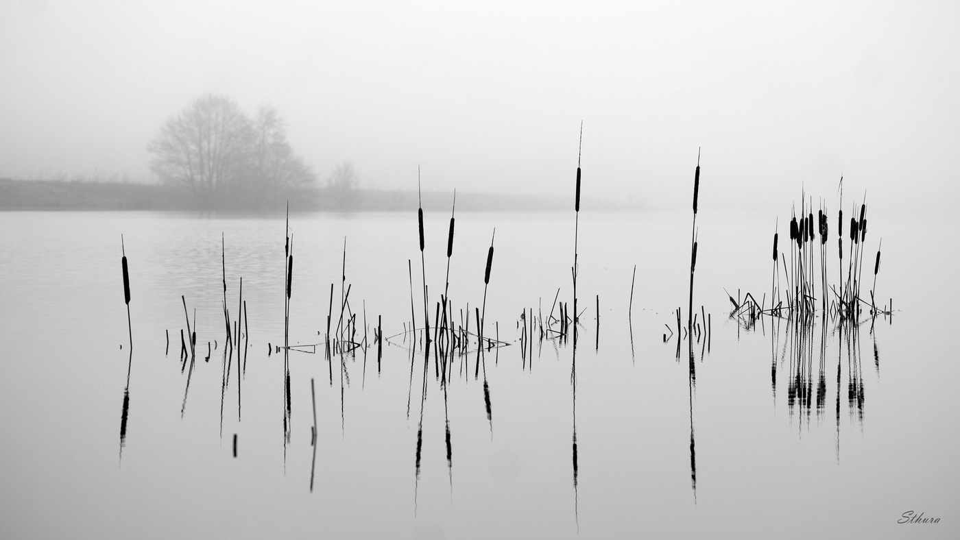 Прошлогодний камыш.