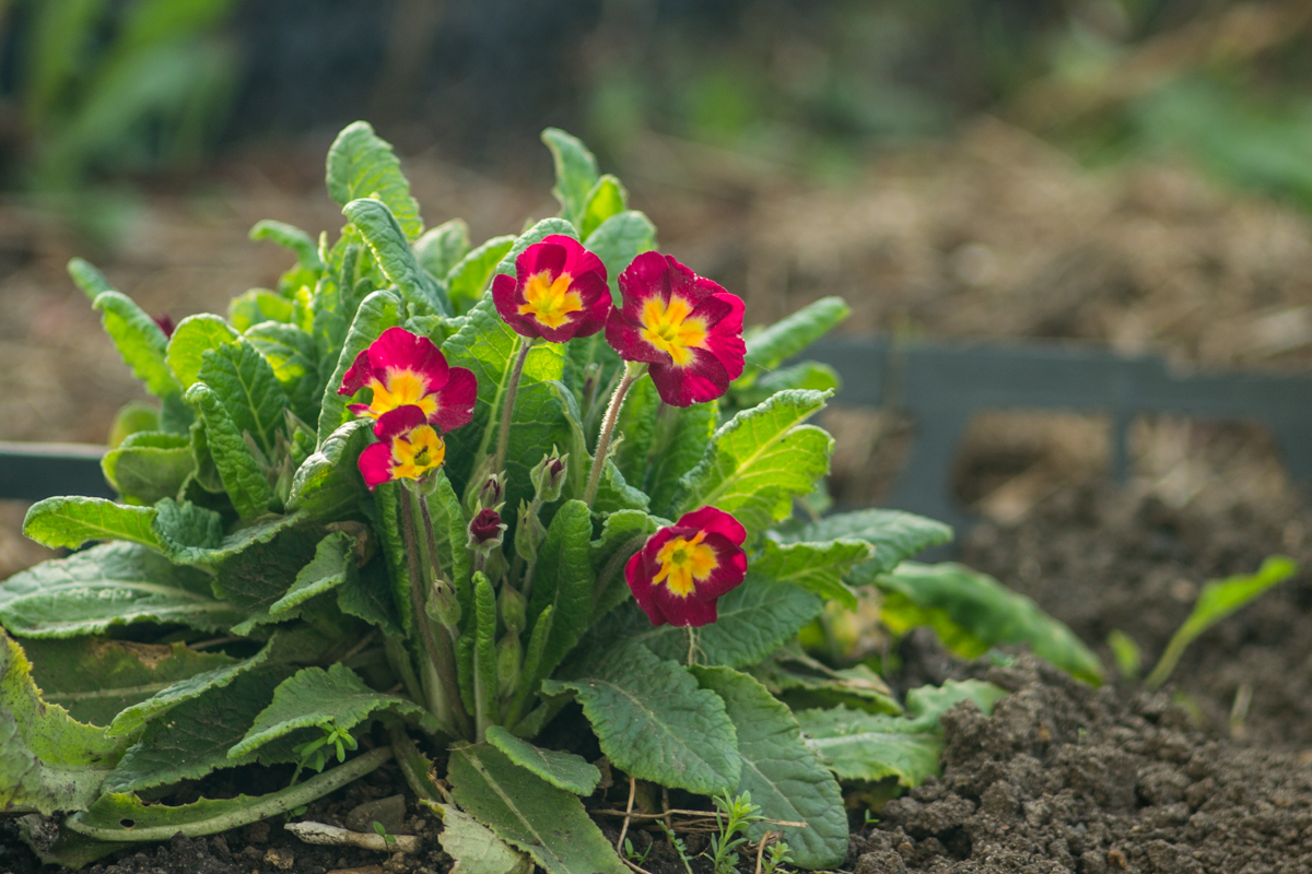 всё ярче краски...