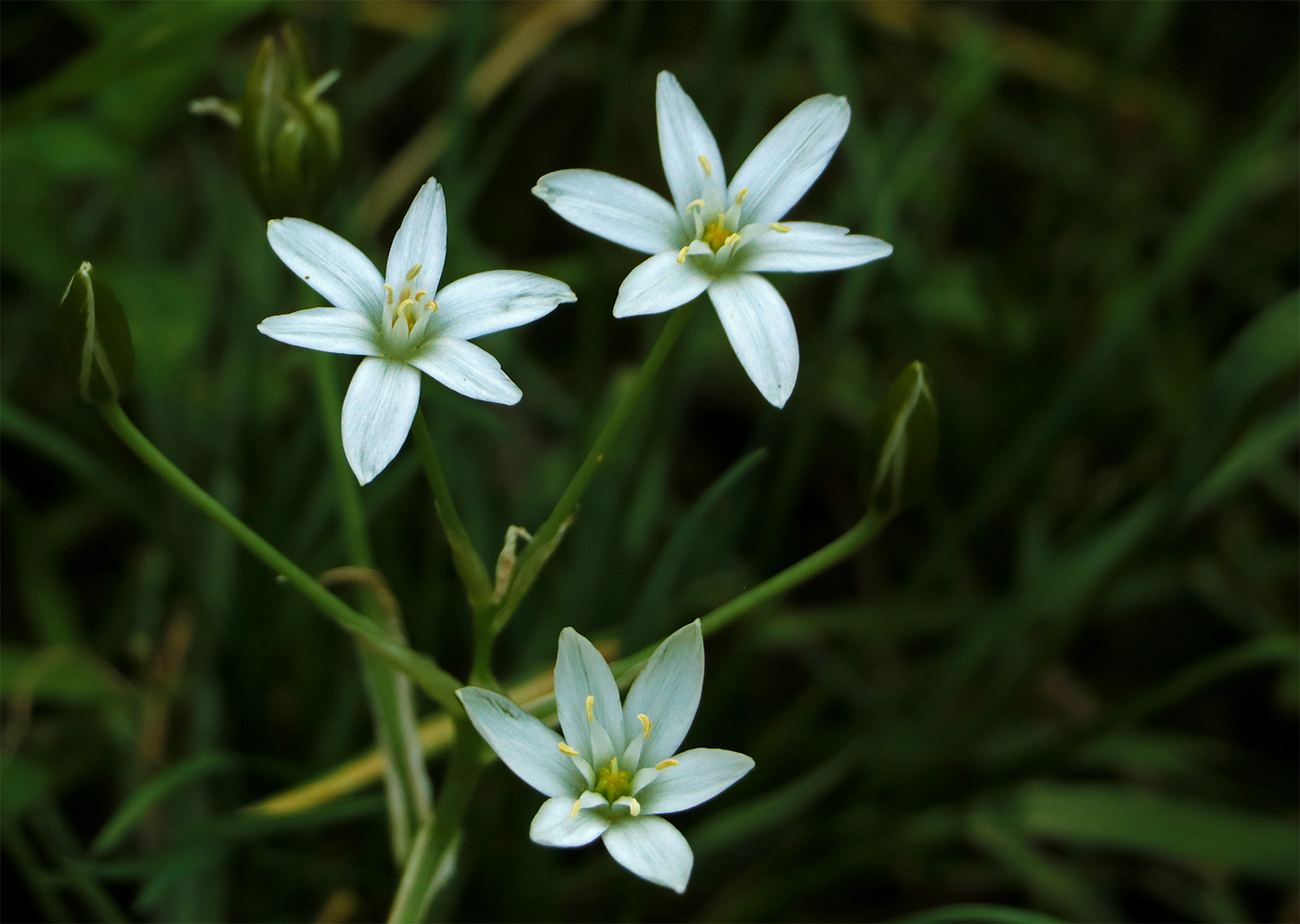 Звездочки птицемлечника...