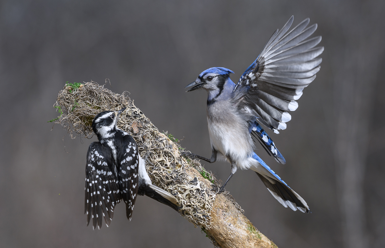 Rivals~конкуренты