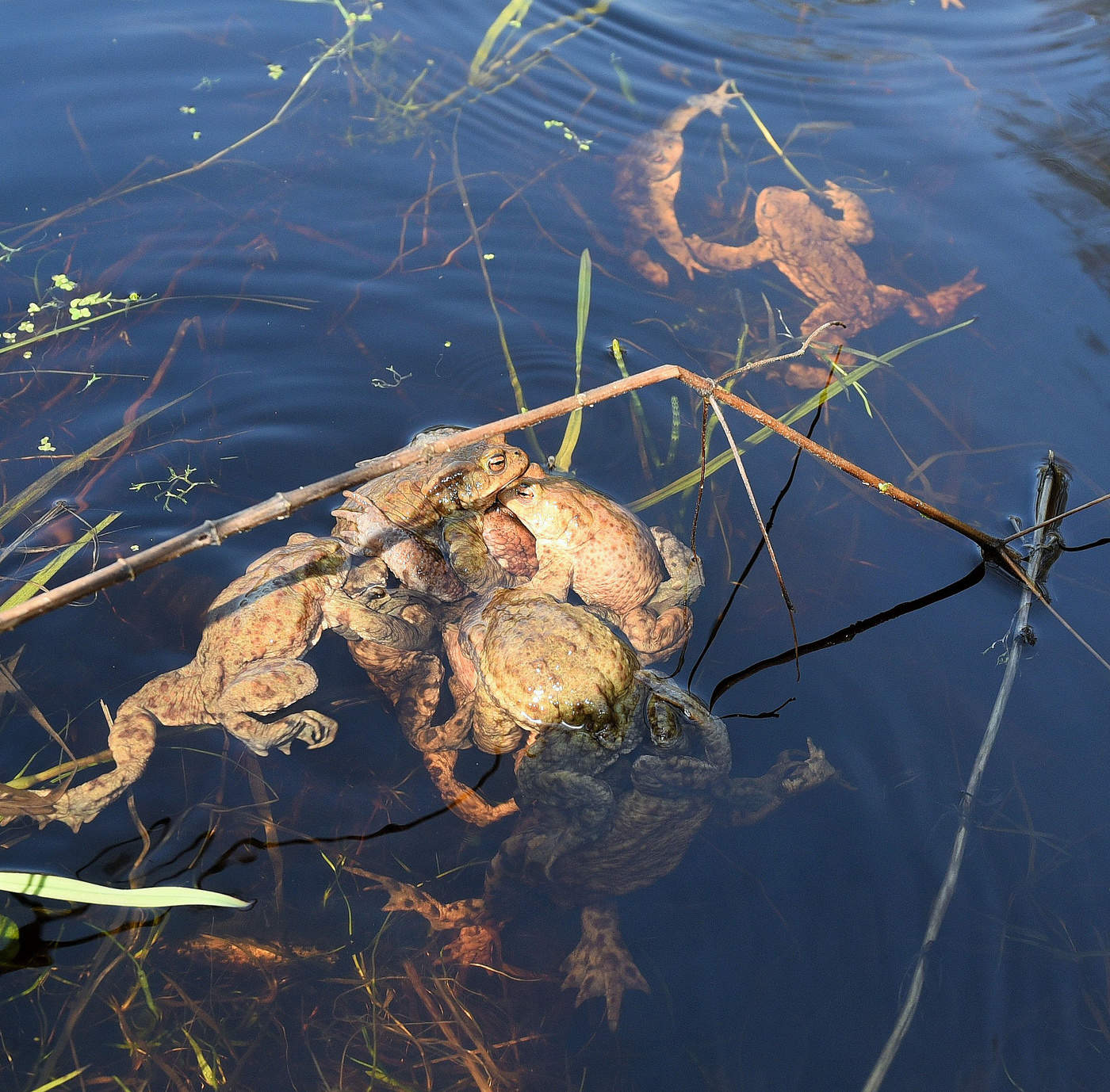 Инстинкт продолжения рода ...