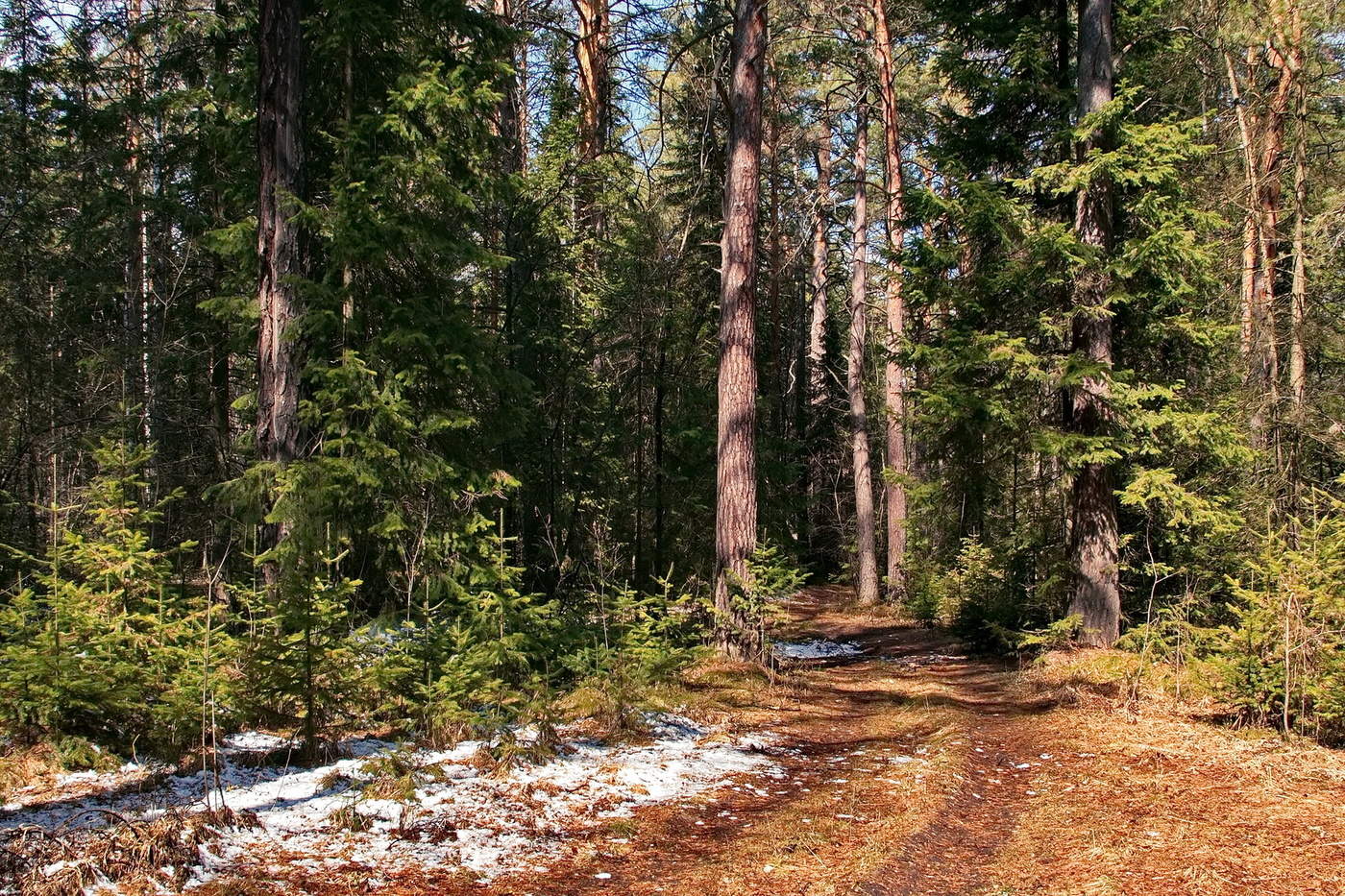 ЛЕСНАЯ ДОРОГА