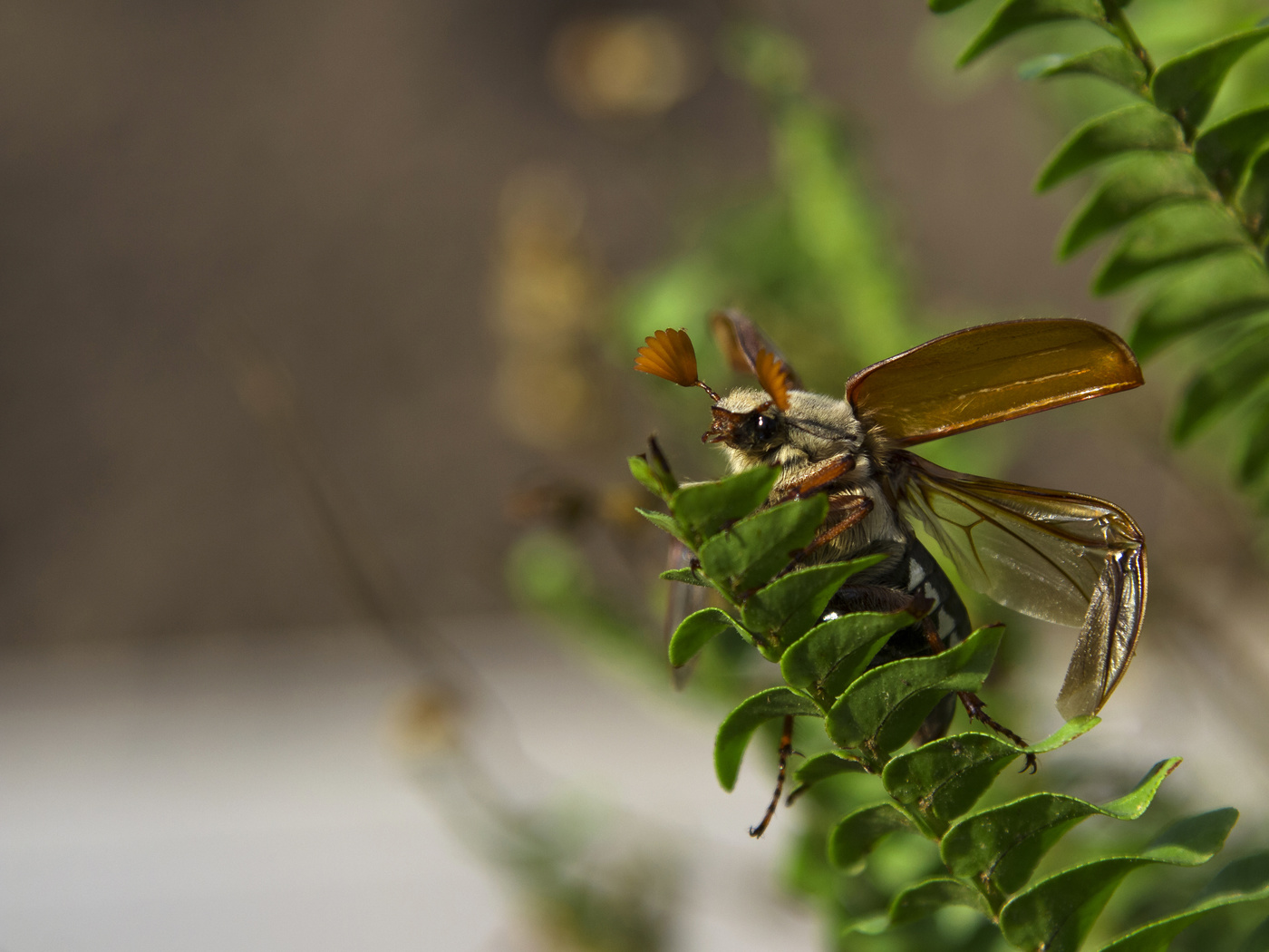 Первый полет