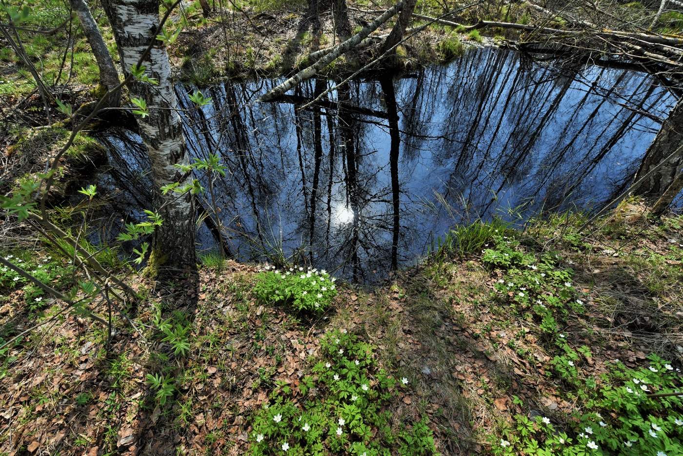 В весеннем лесу ...