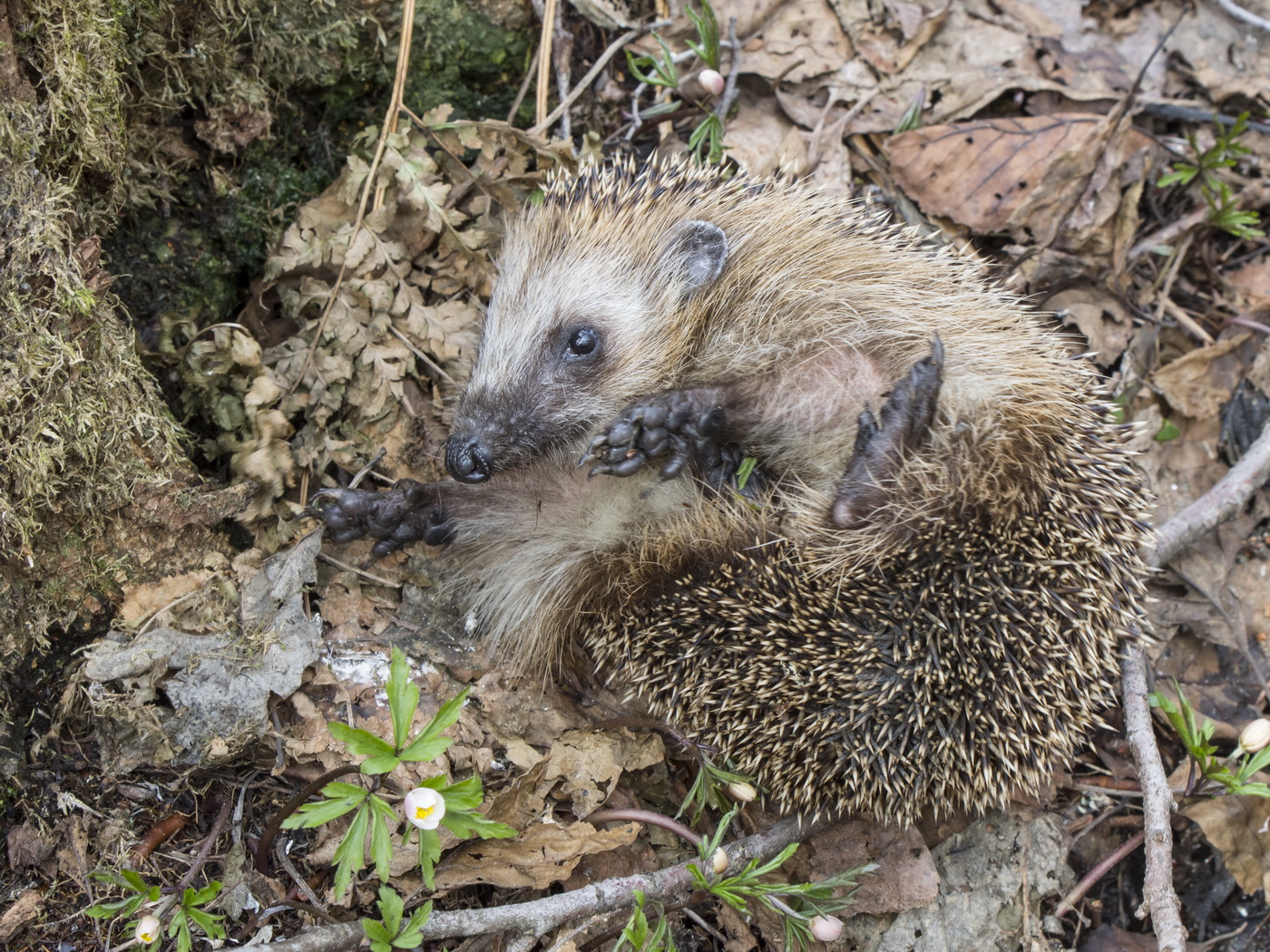 Подъём переворотом.