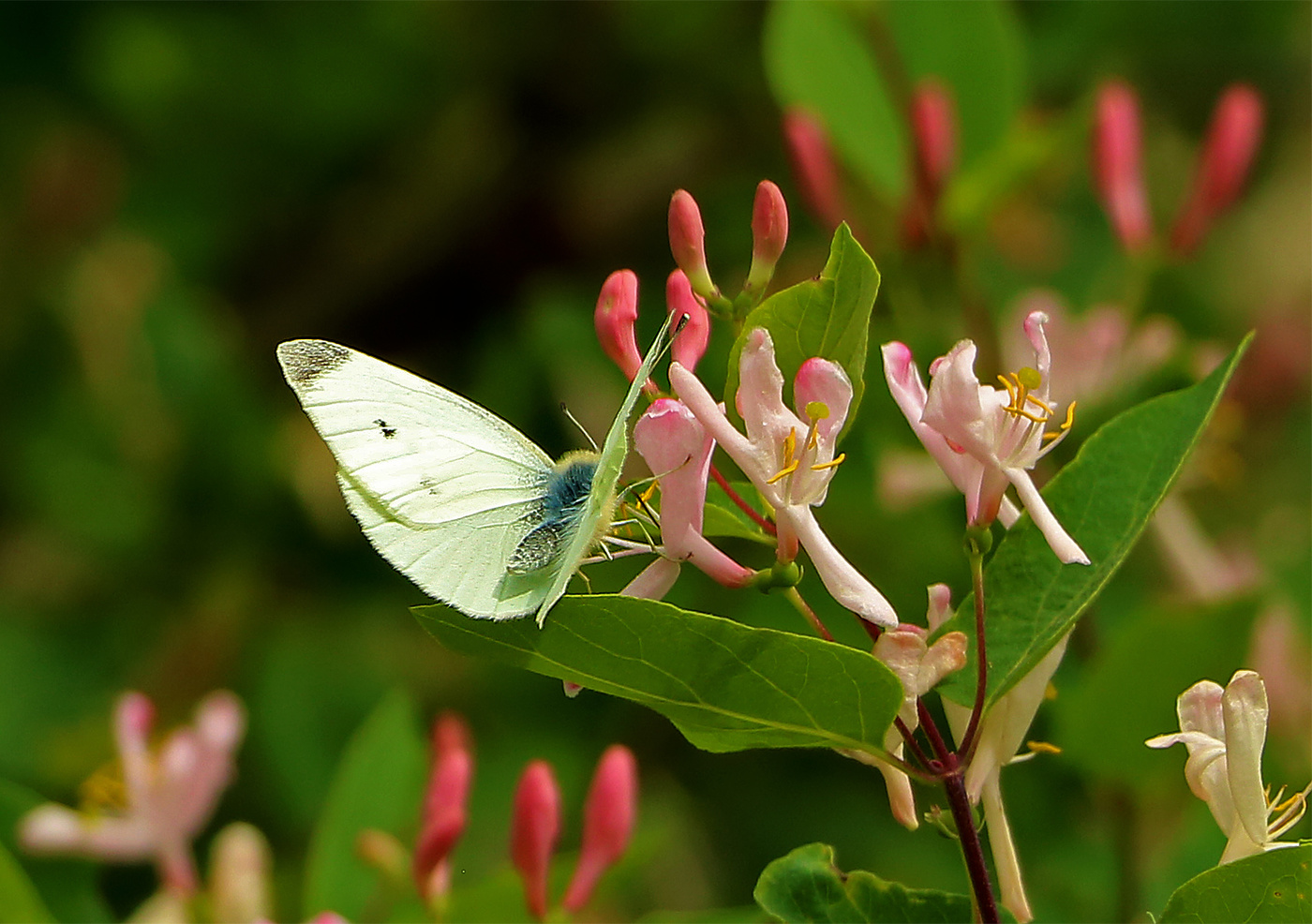 Весна, бабочки, любовь...