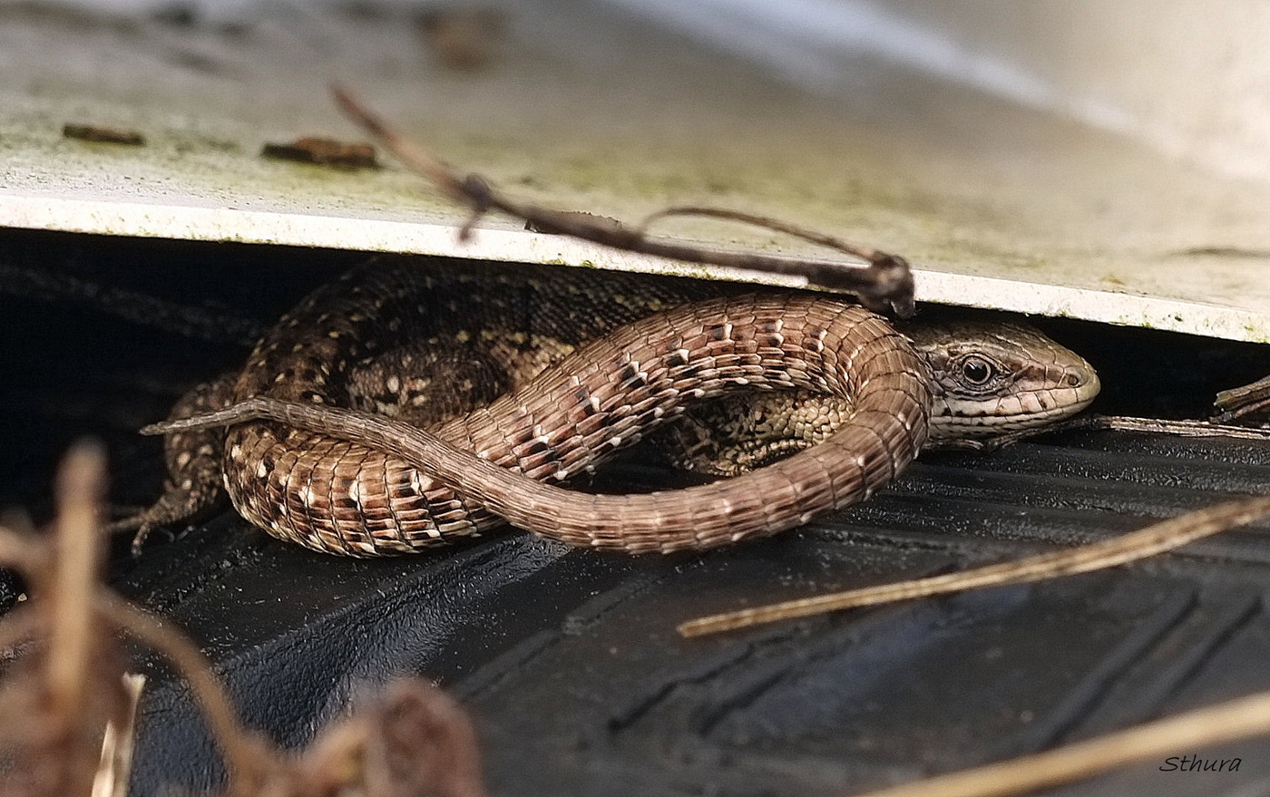 Маленький дракон.