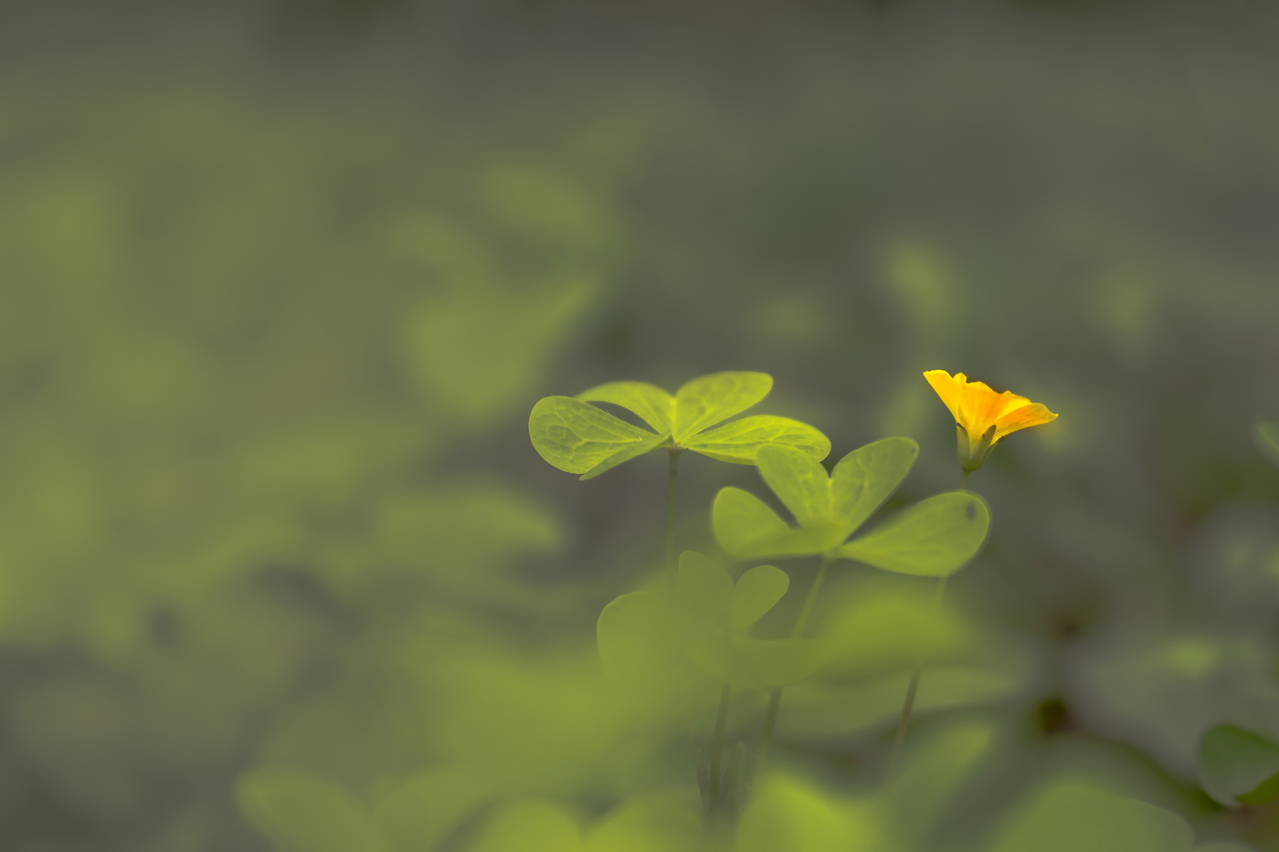 Одинокий, маленький огонёк...