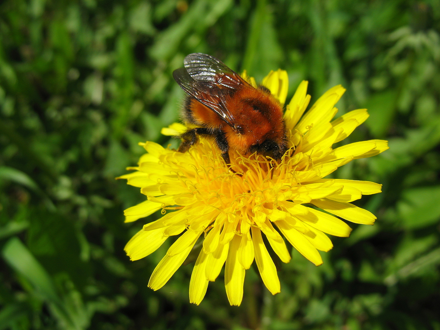 Шмель знает где нектар