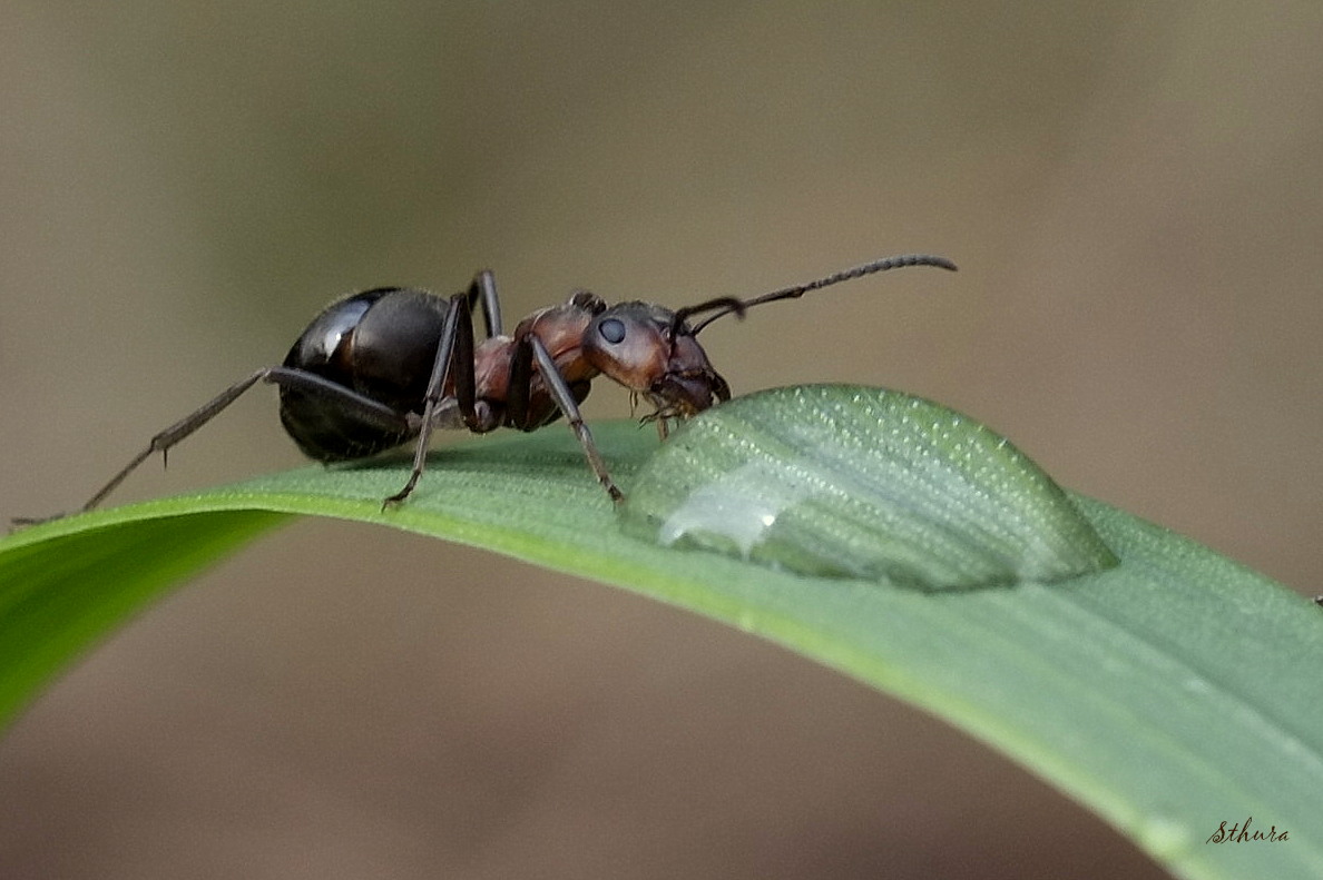 Капля и муравей.