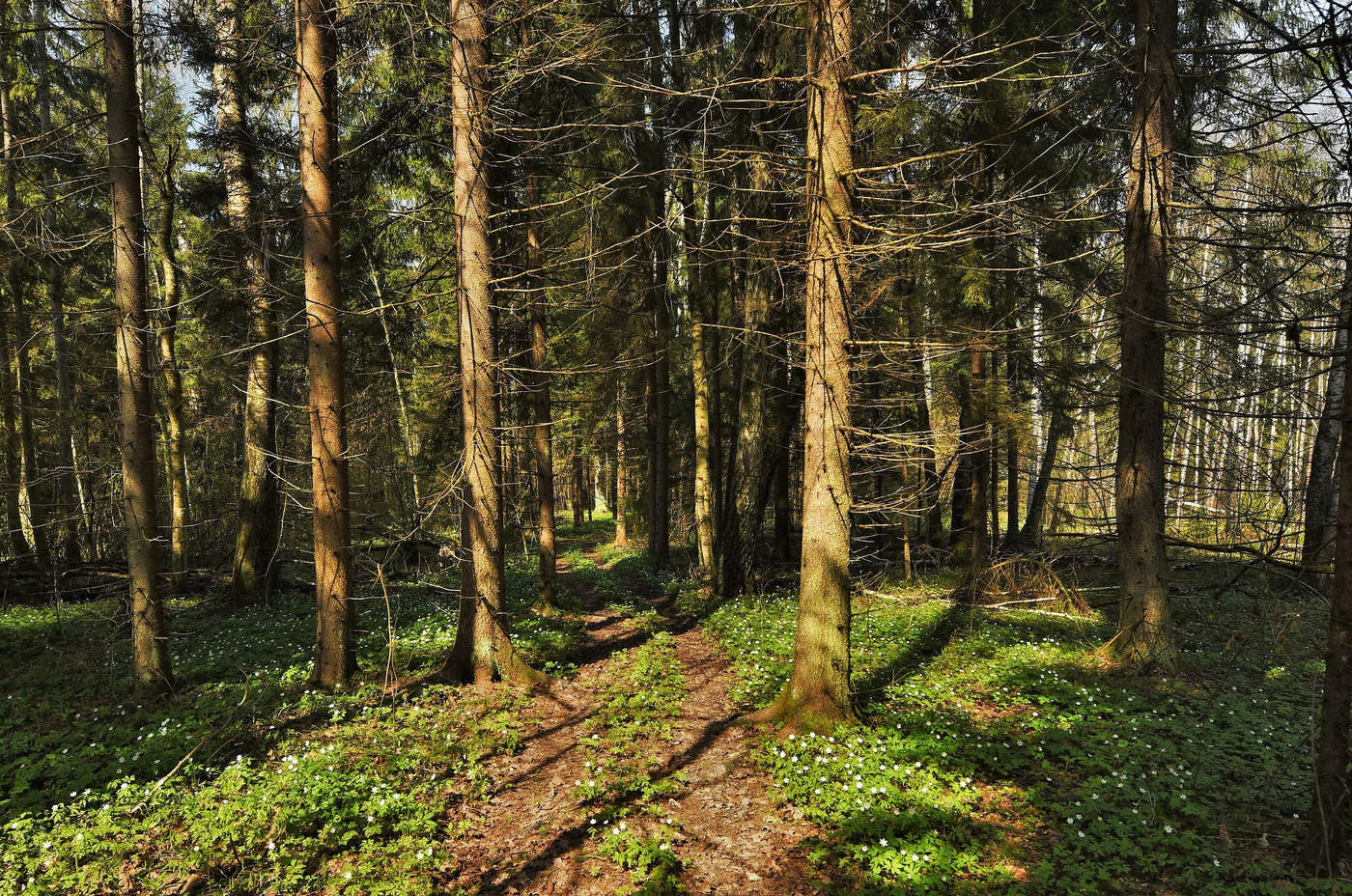 В весеннем лесу ..