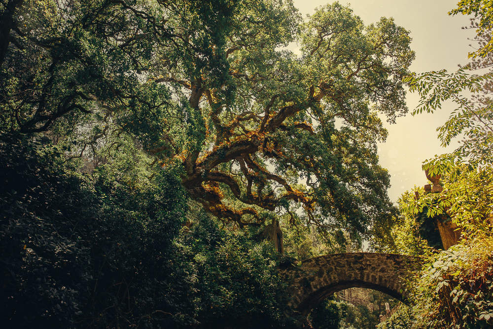 сплетение ветвей