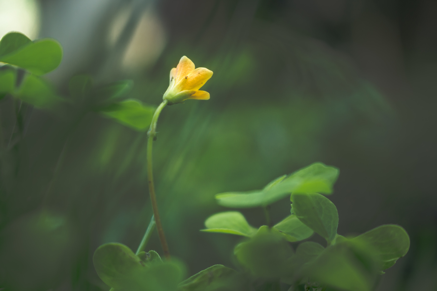 Отвернувшись в порыве ветра...