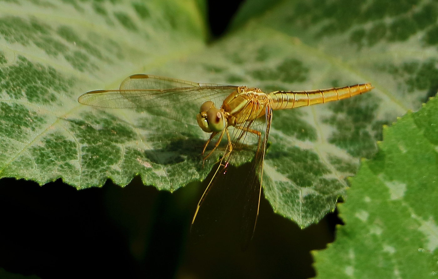 Взгляд в пропасть