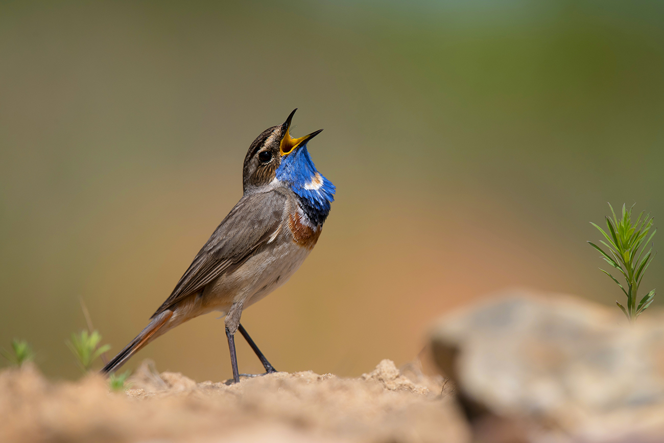 Во весь голос