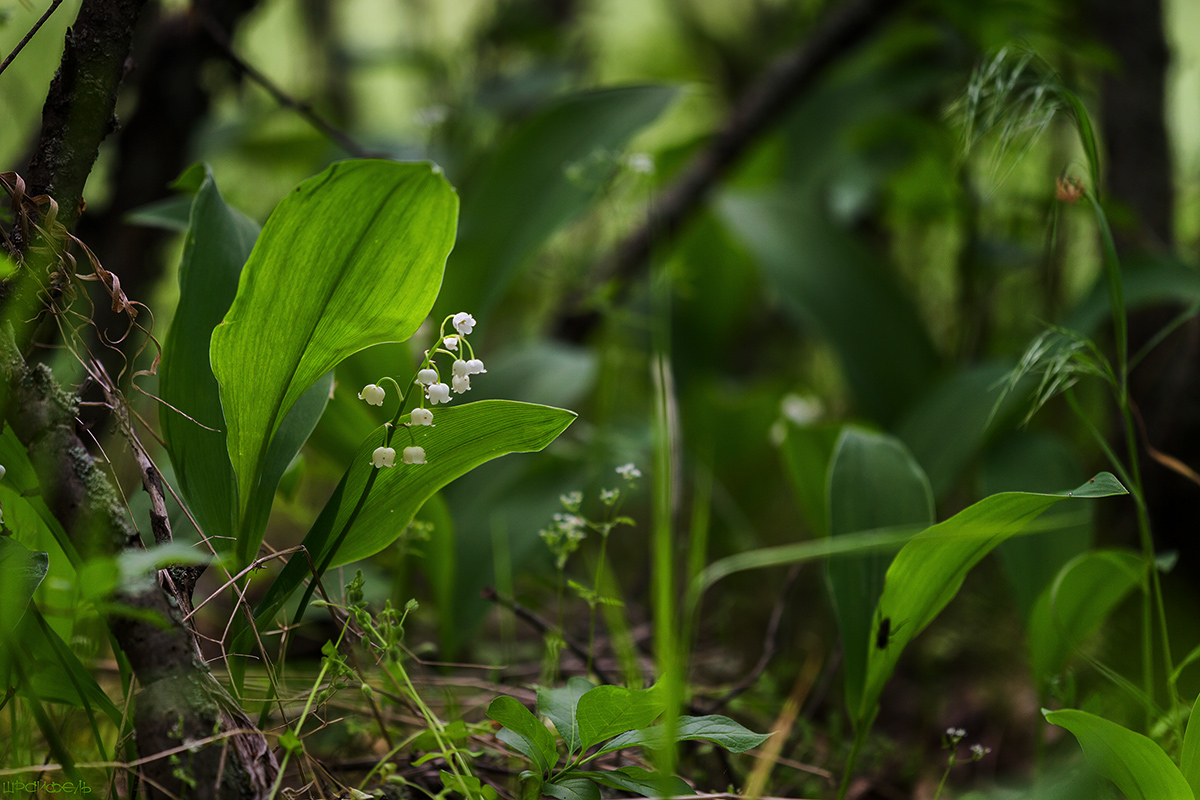 Майское состояние