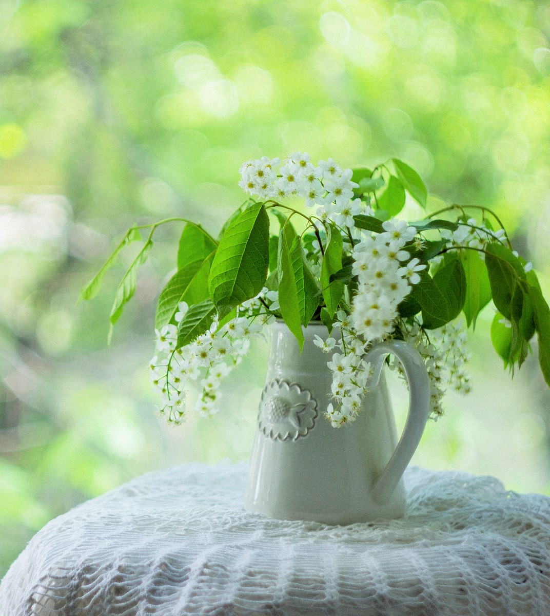 черемухи цвет