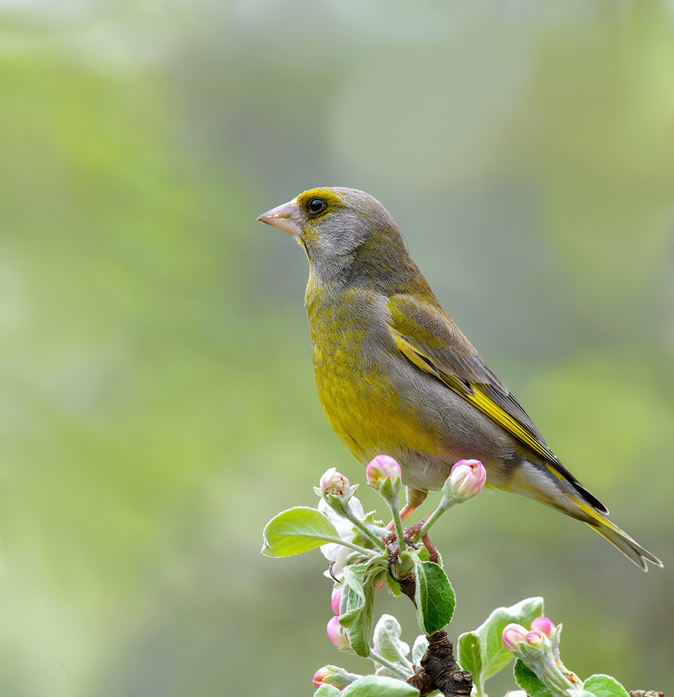 В яблоневом саду