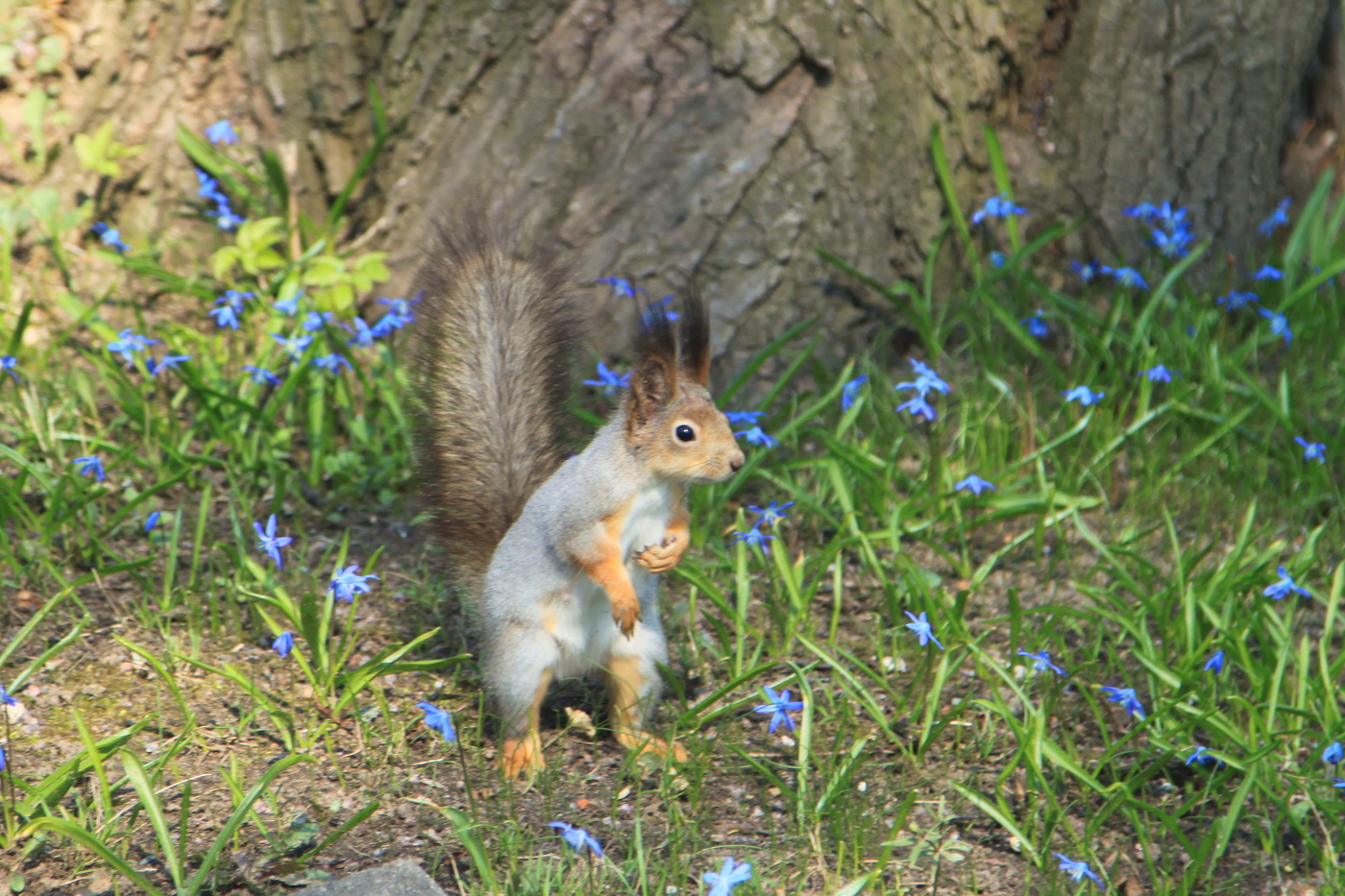 Майское состояние