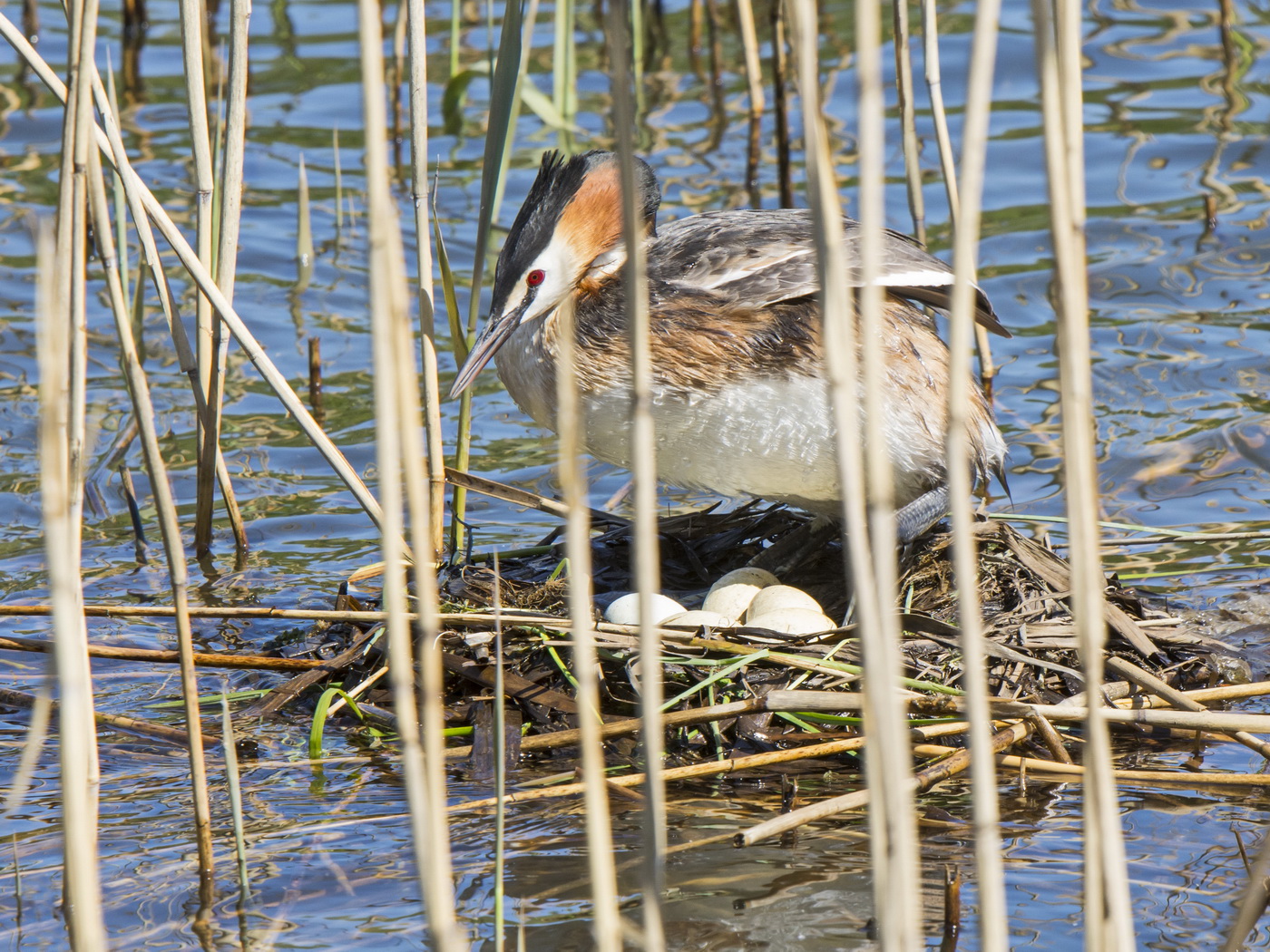 Майское состояние