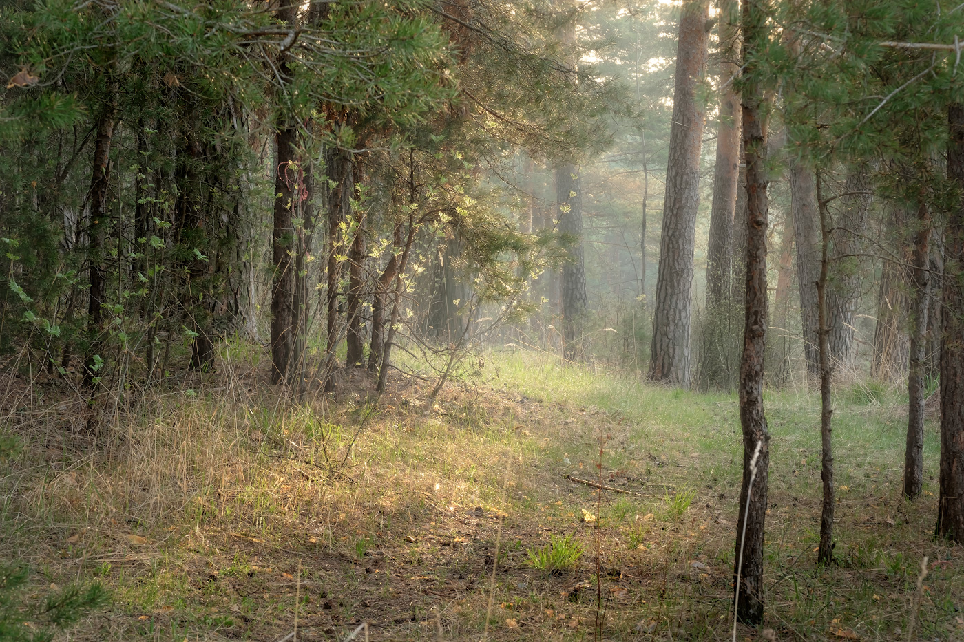 Рассветный лес