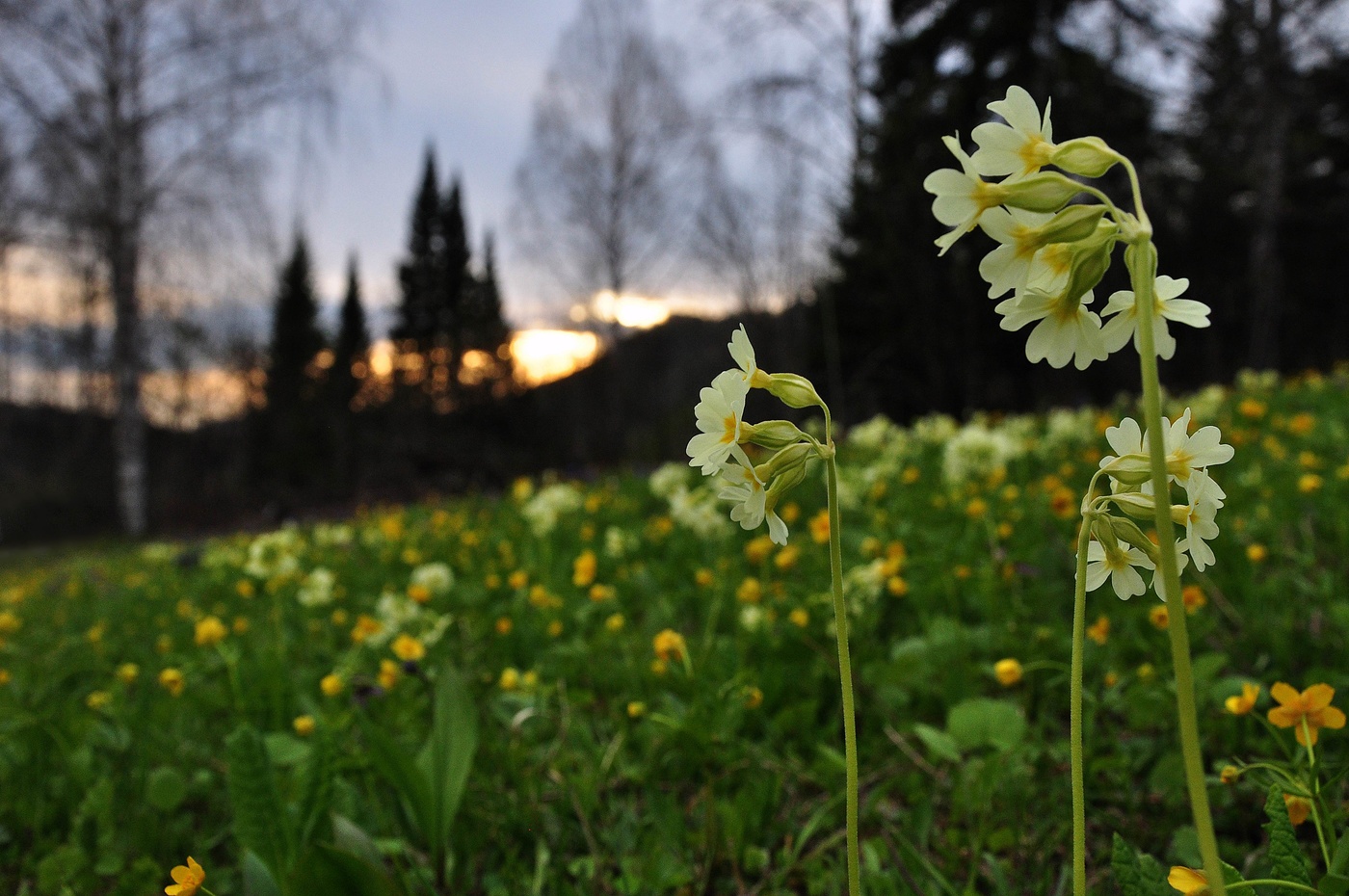Майский вечер