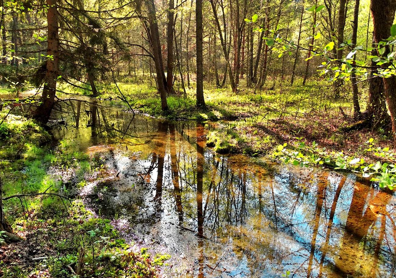 Болотистые дебри