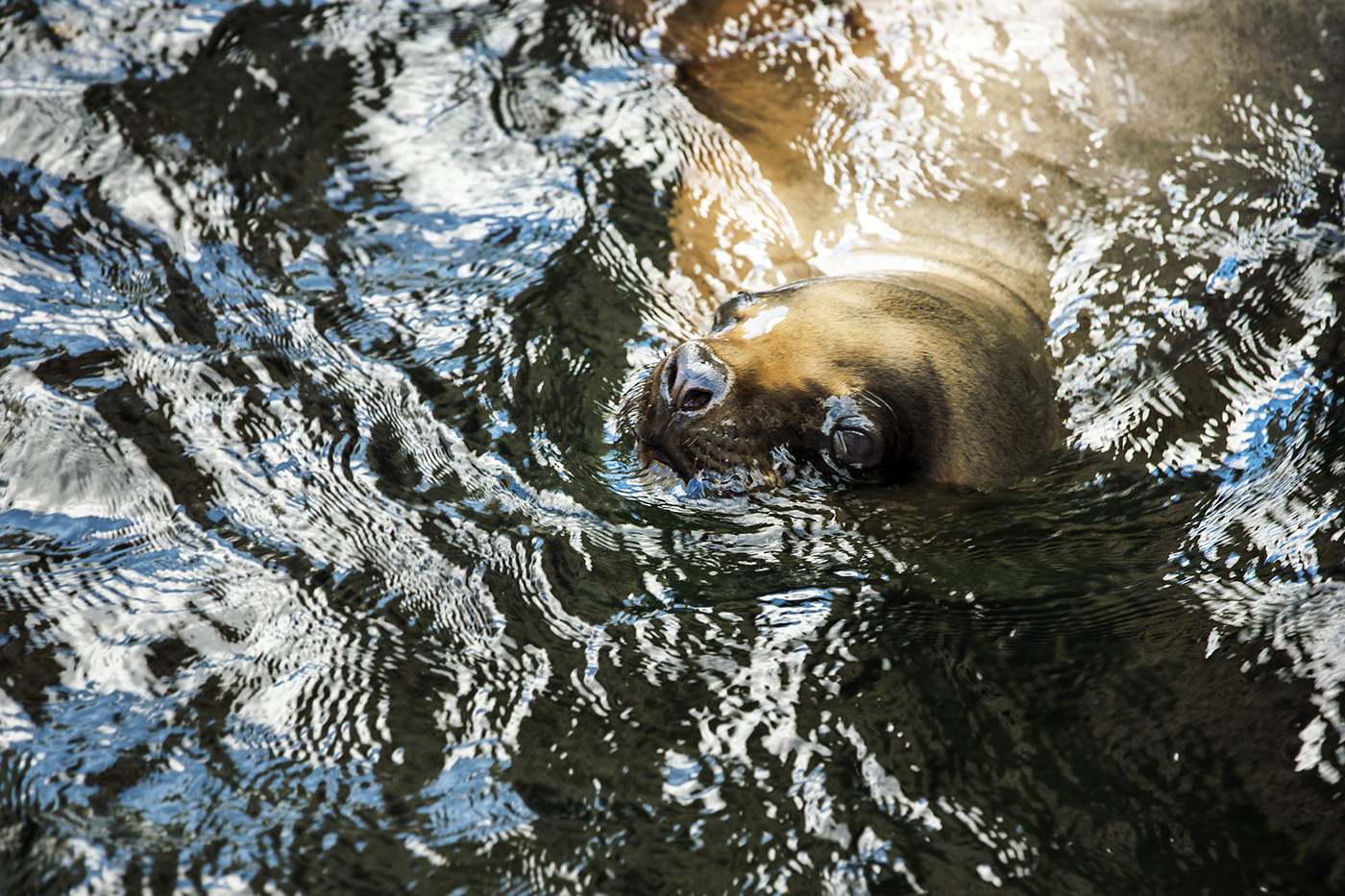 Котика не ждали?