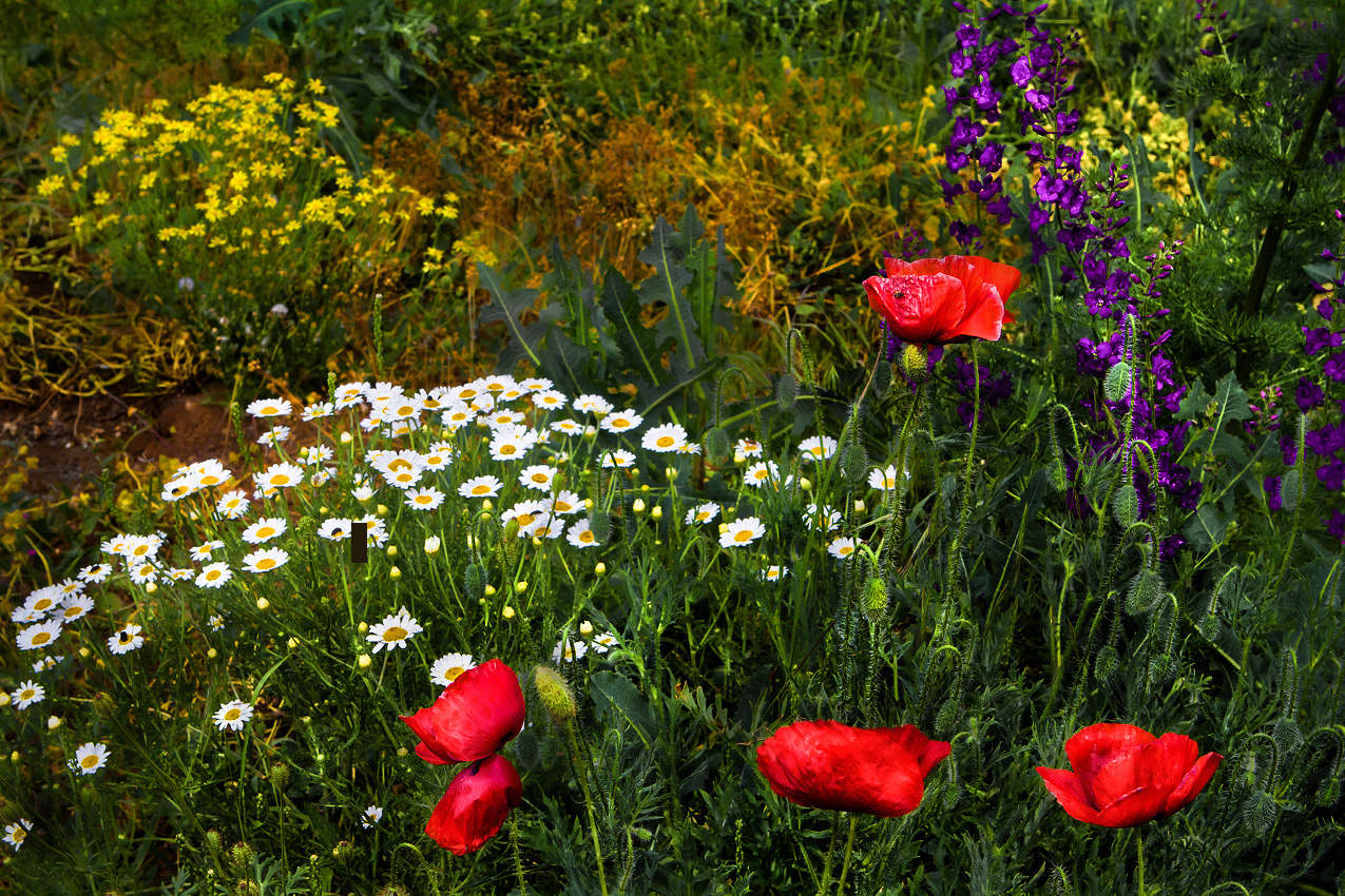 Цветы полевые.