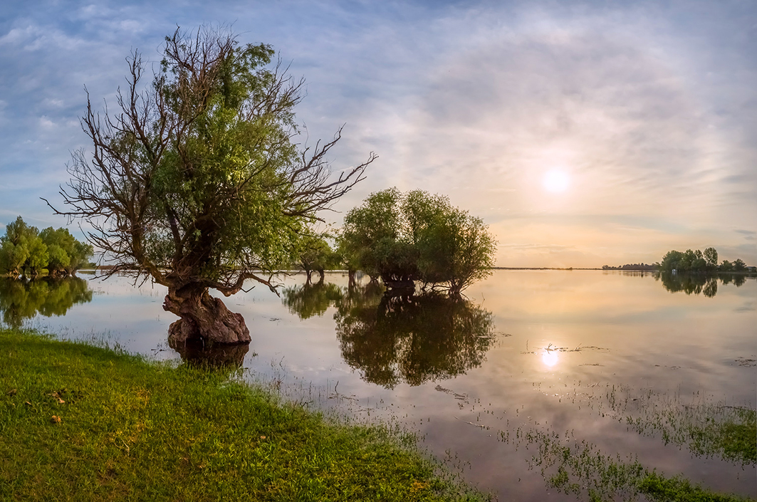 Ивы и солнечное гало