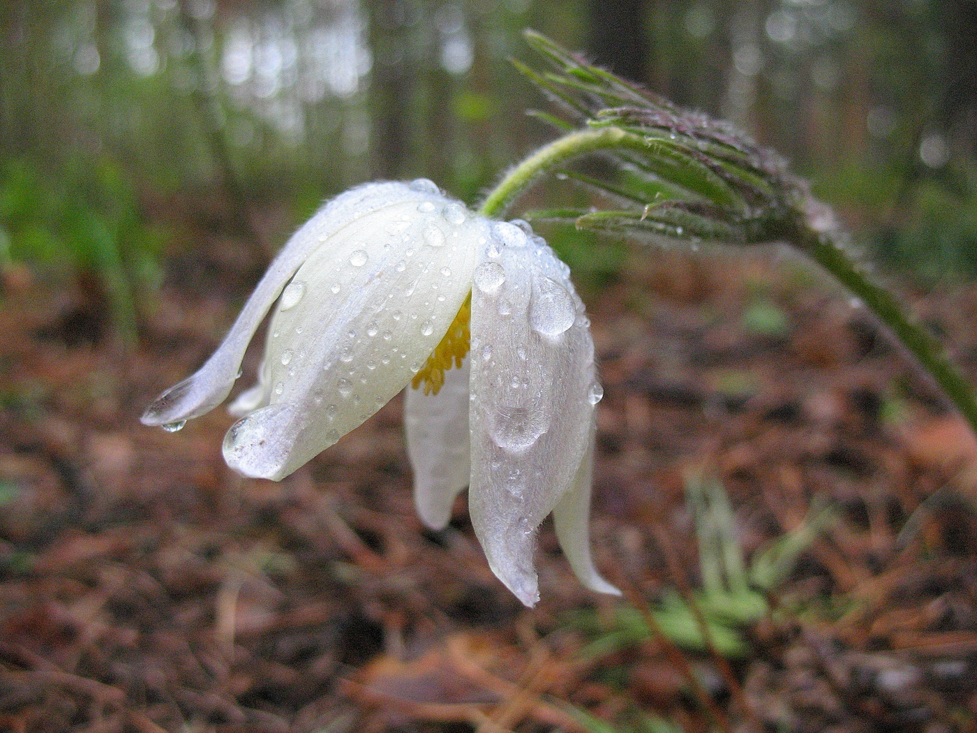 После дождя