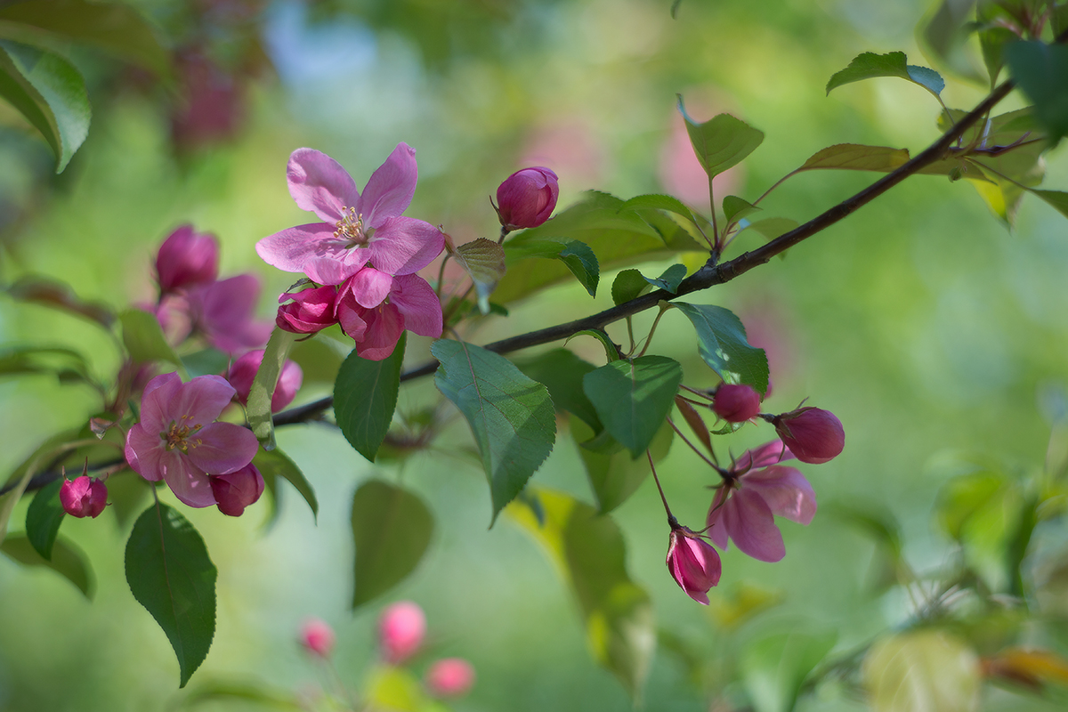 Весны цветенье