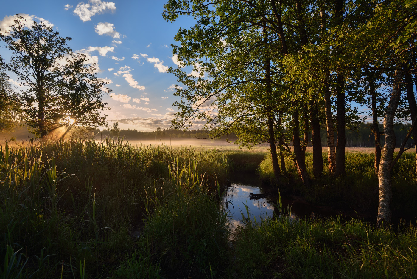 на рассвете в лесу
