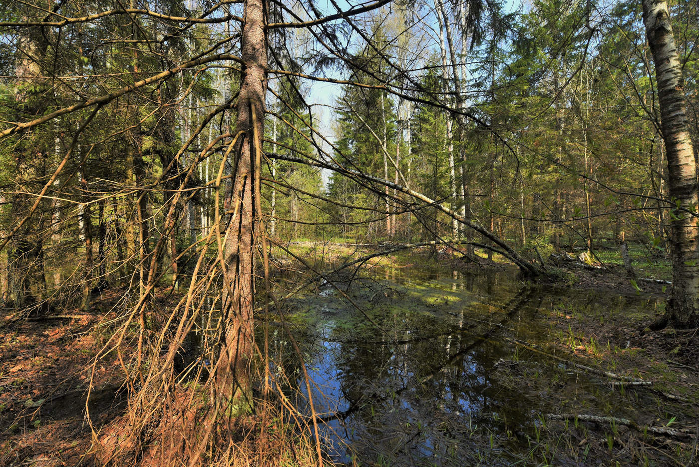 Лесные закоулки ...