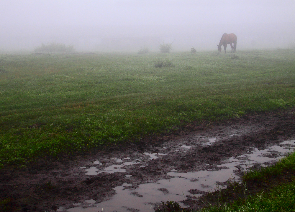 Мокрое утро