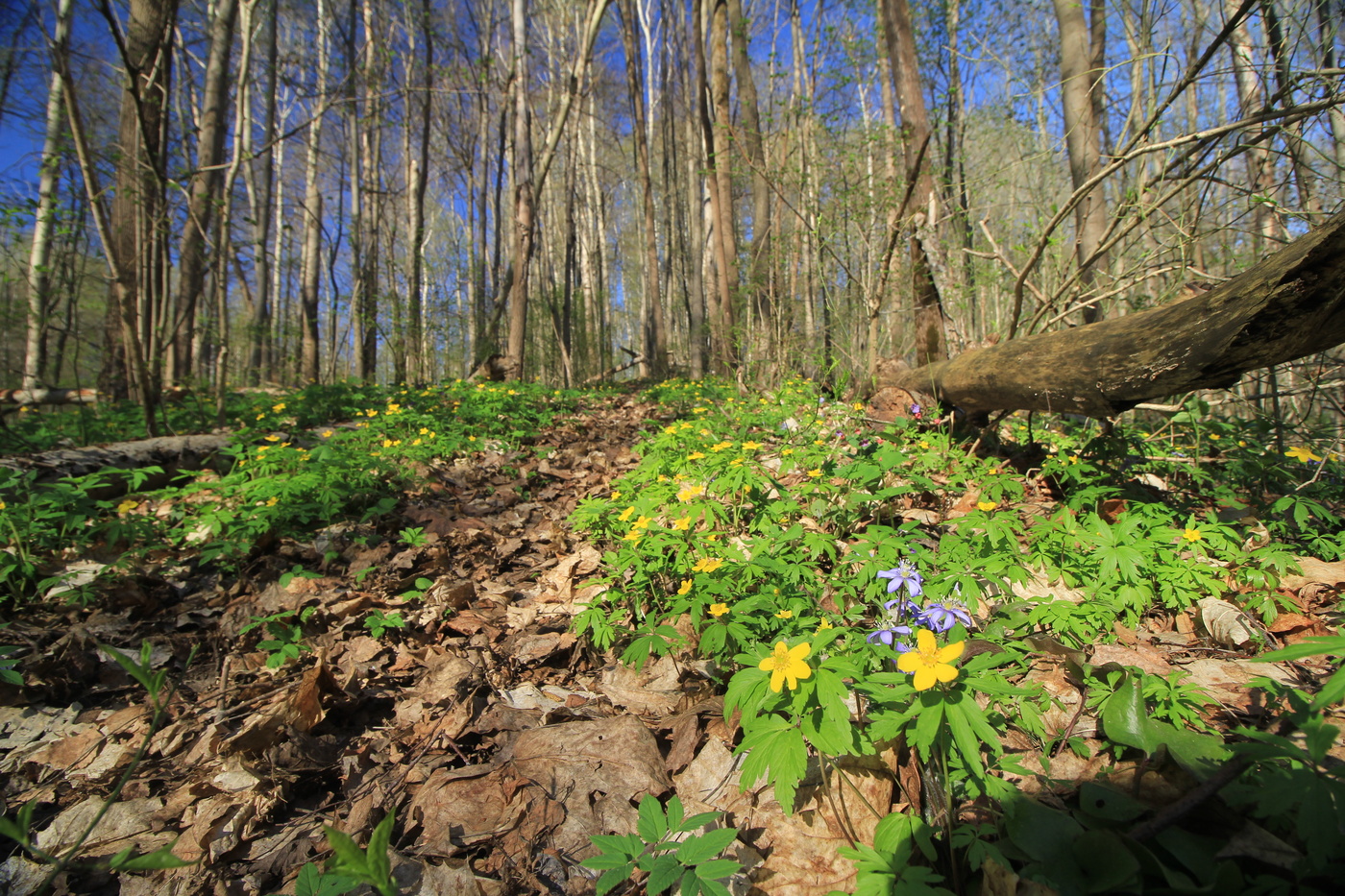 Пробуждение природы