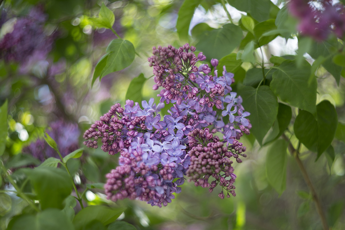 сирени аромат пьянящий