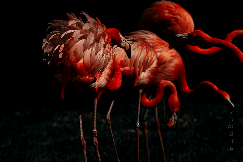красочные фламинго