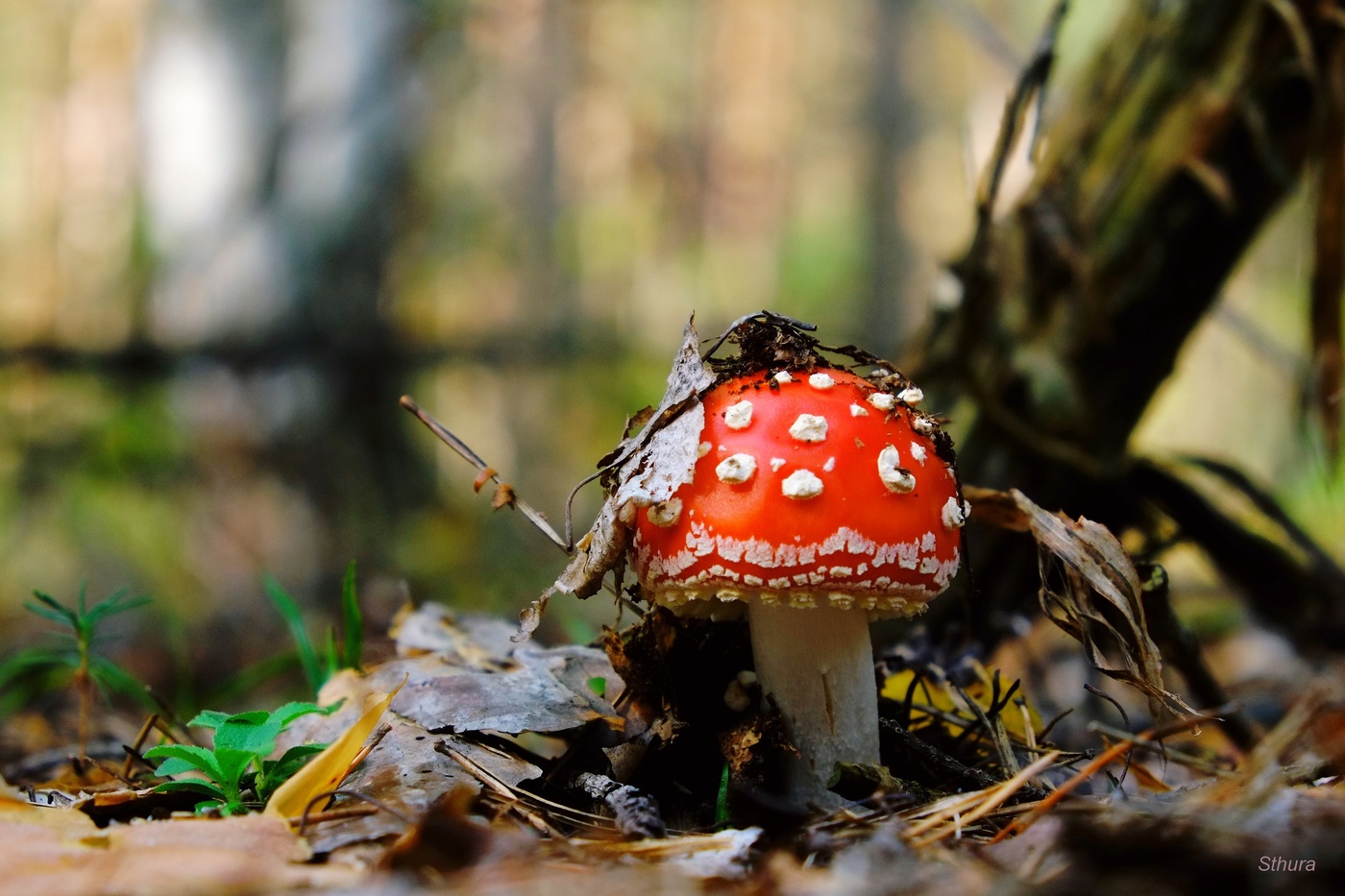 Гриб мухомор.