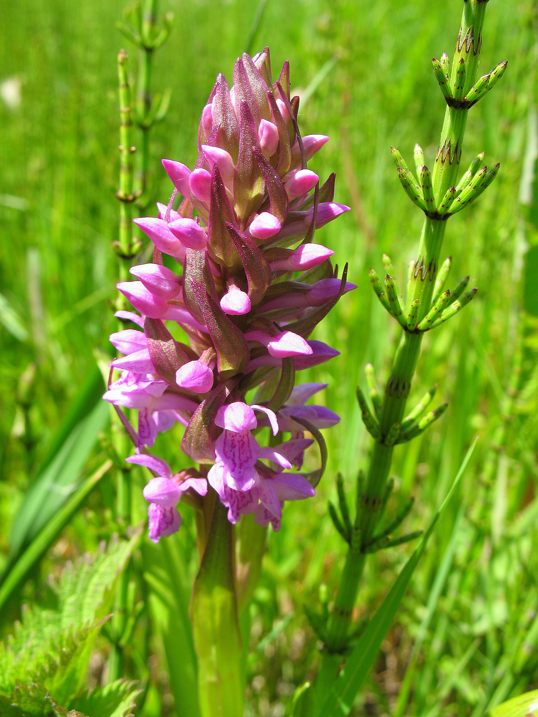 Дикий цветок