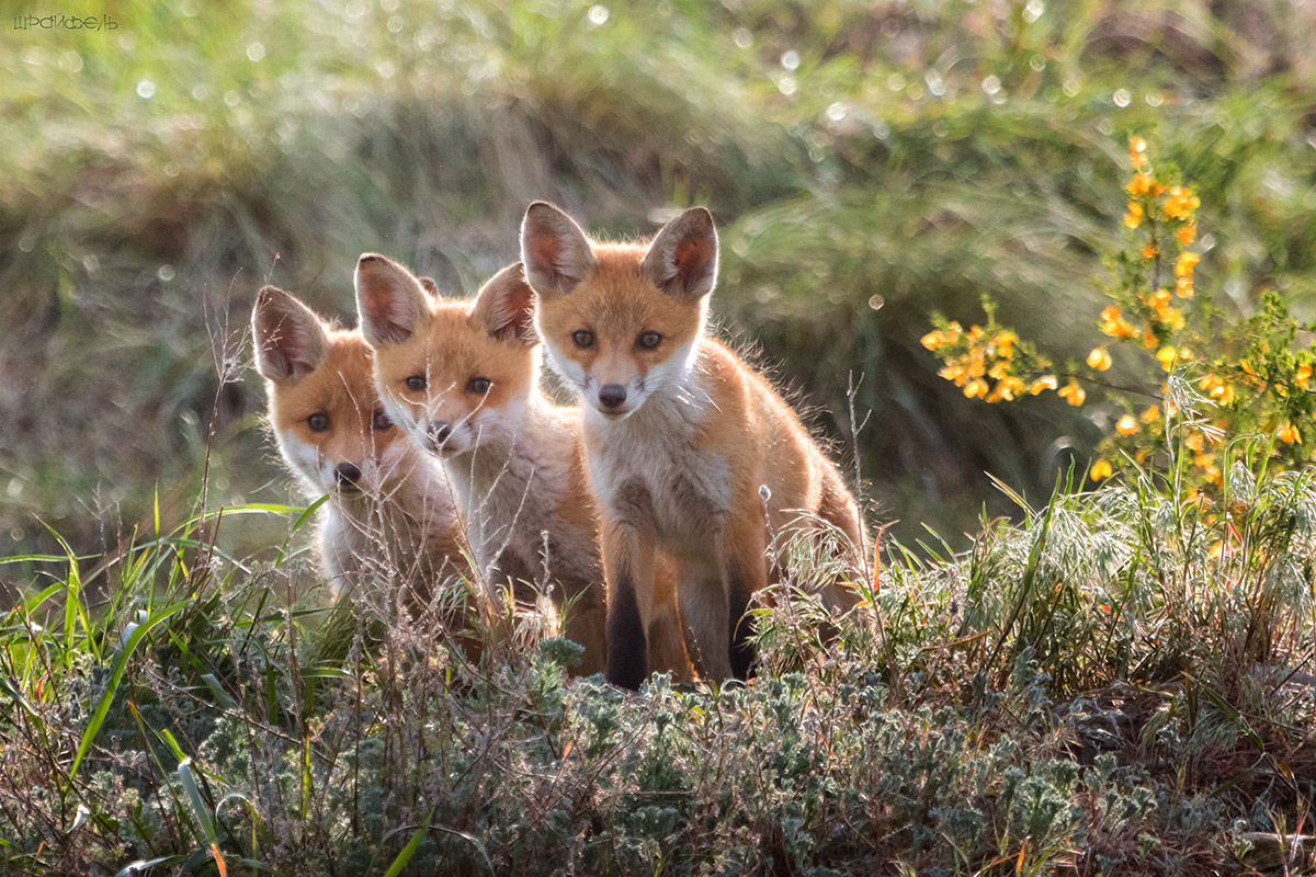 Не мчится тройка удалая