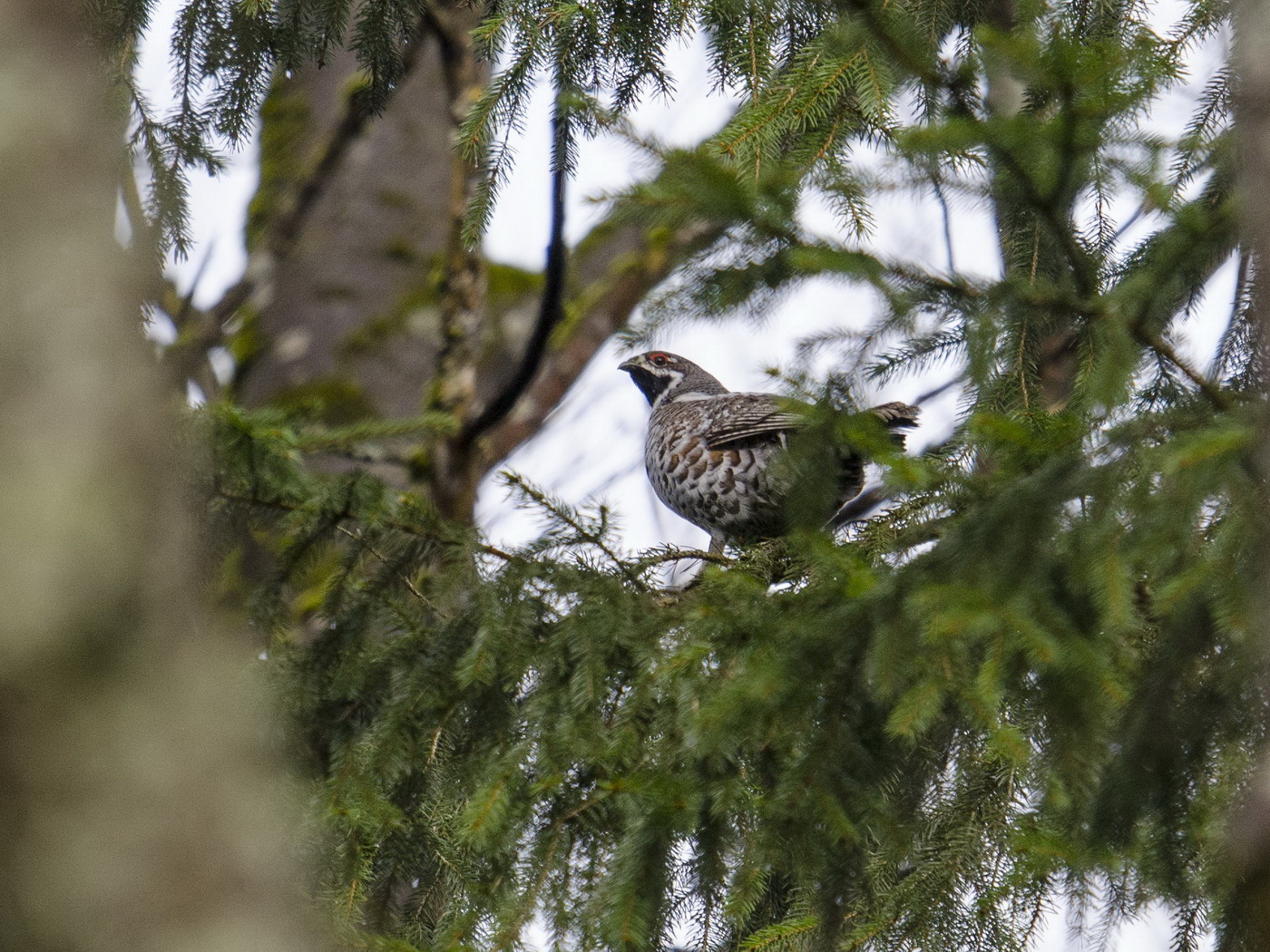 Конопатый красавчик.