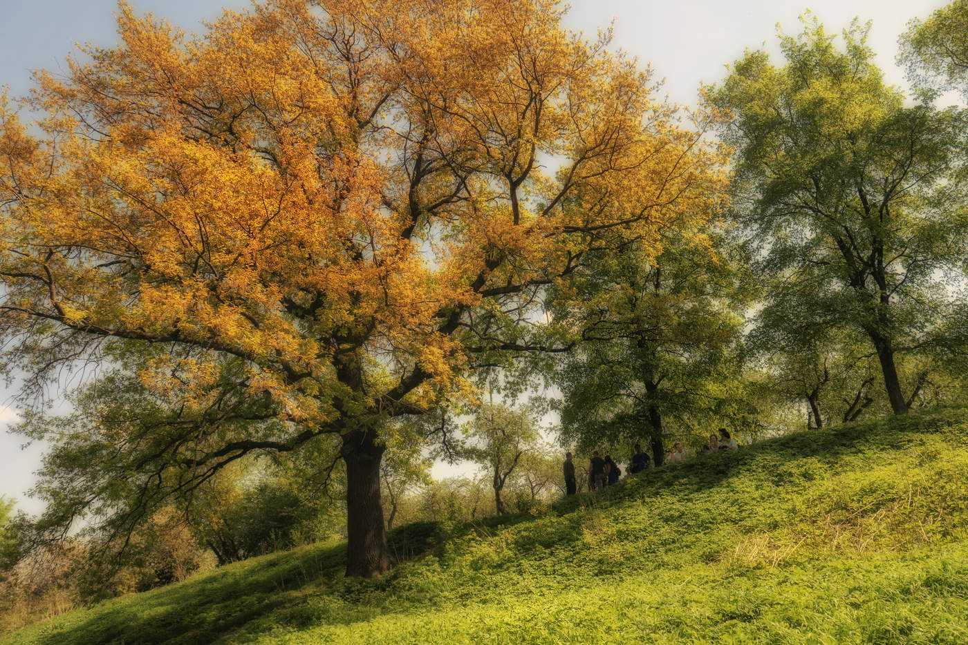 В тени дуба.