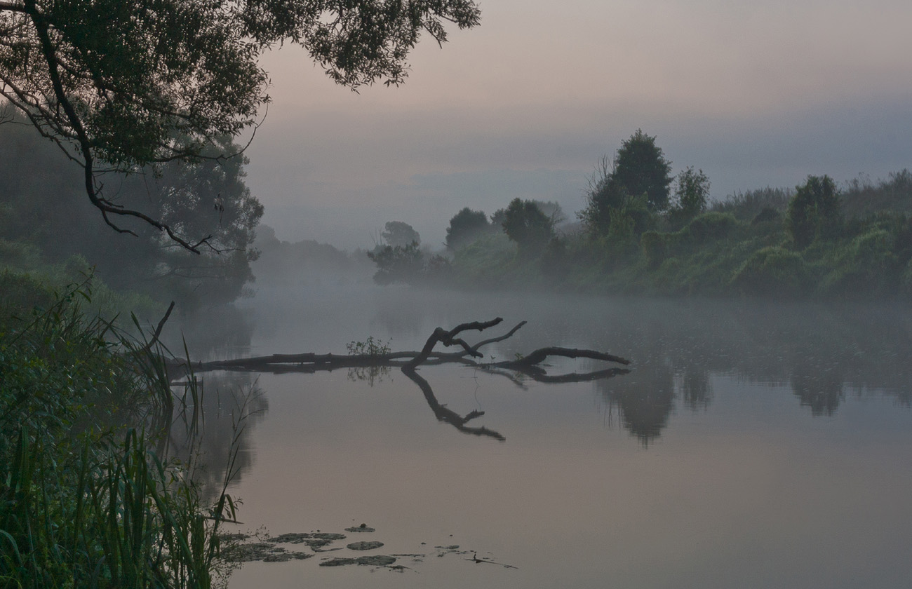 Утро у глухих коряг