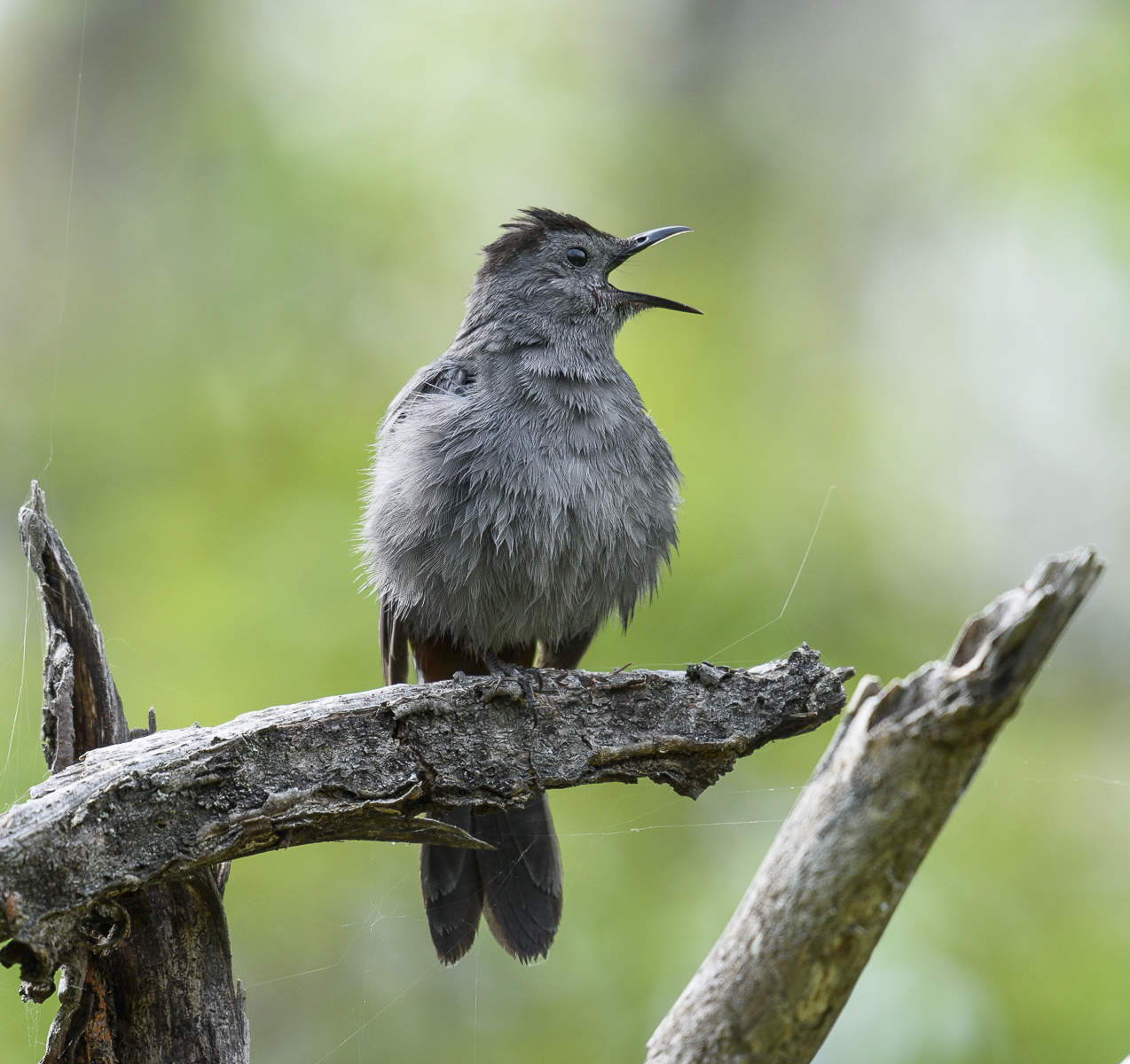 Grey Catbird