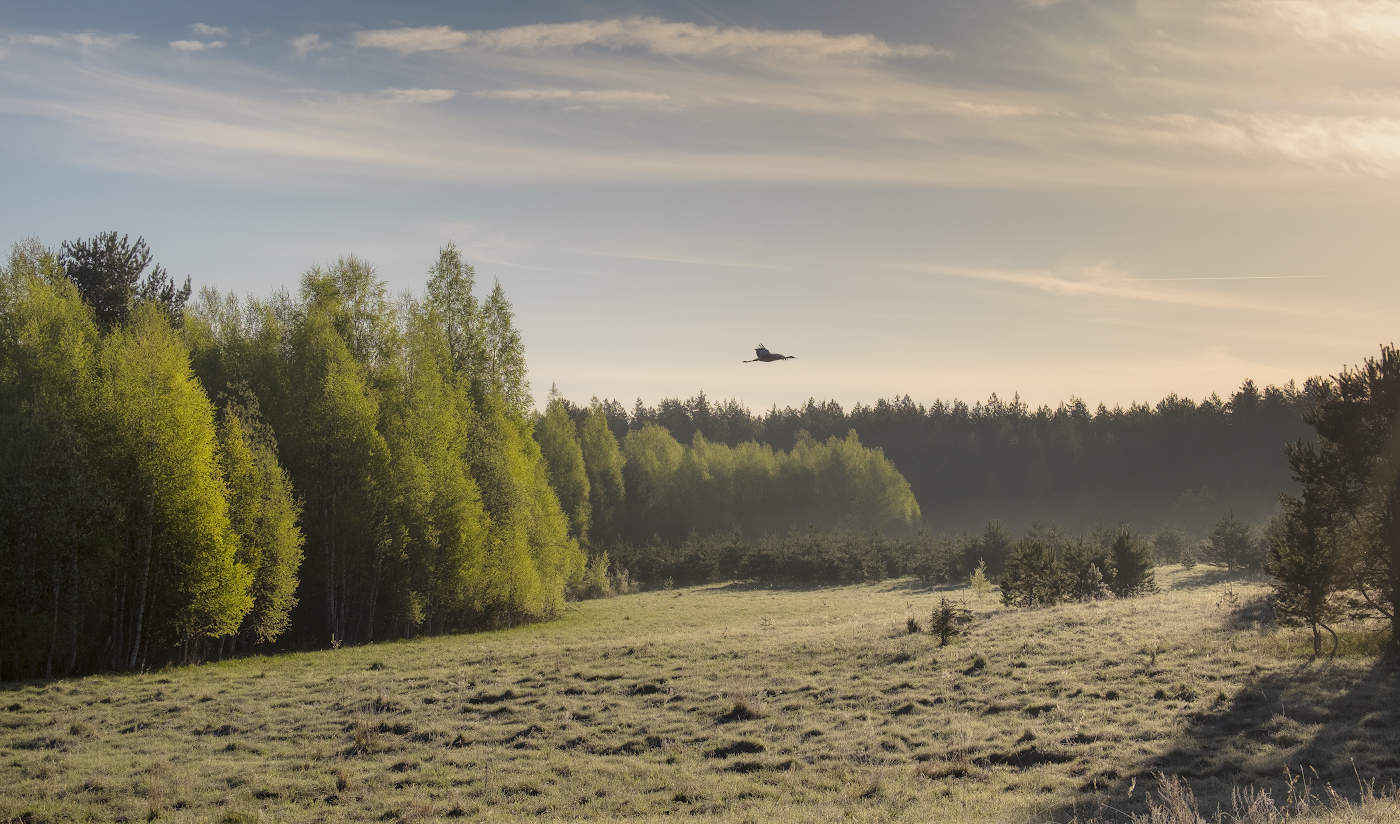 Полёт журавля на рассвете