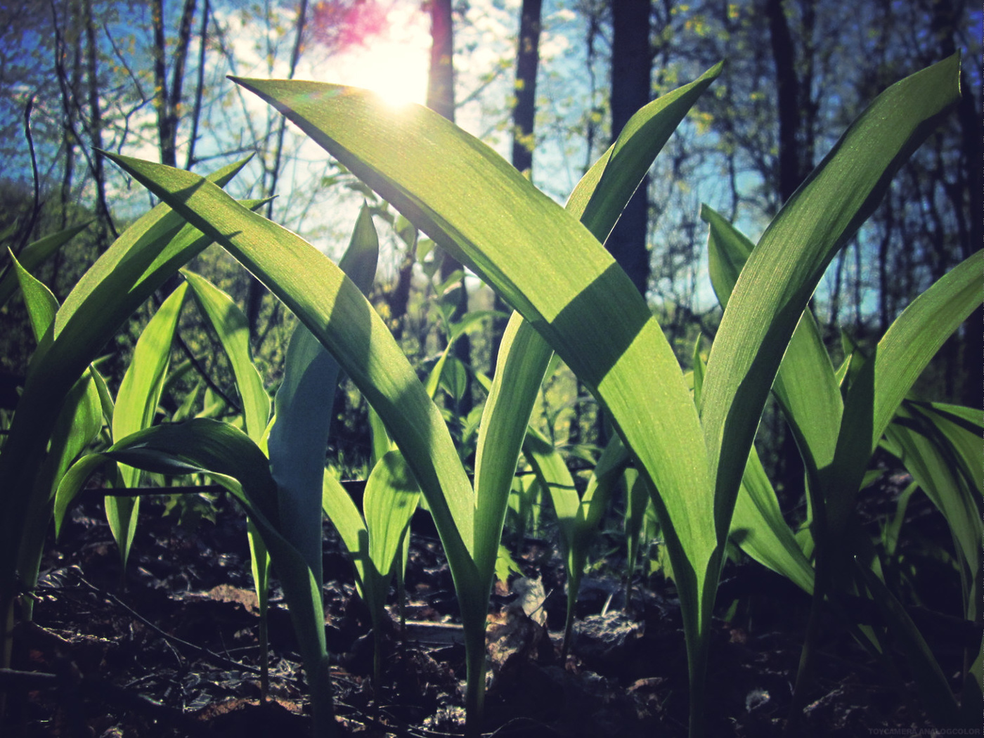 выпил 100 грамм и кайфуешь муравьем