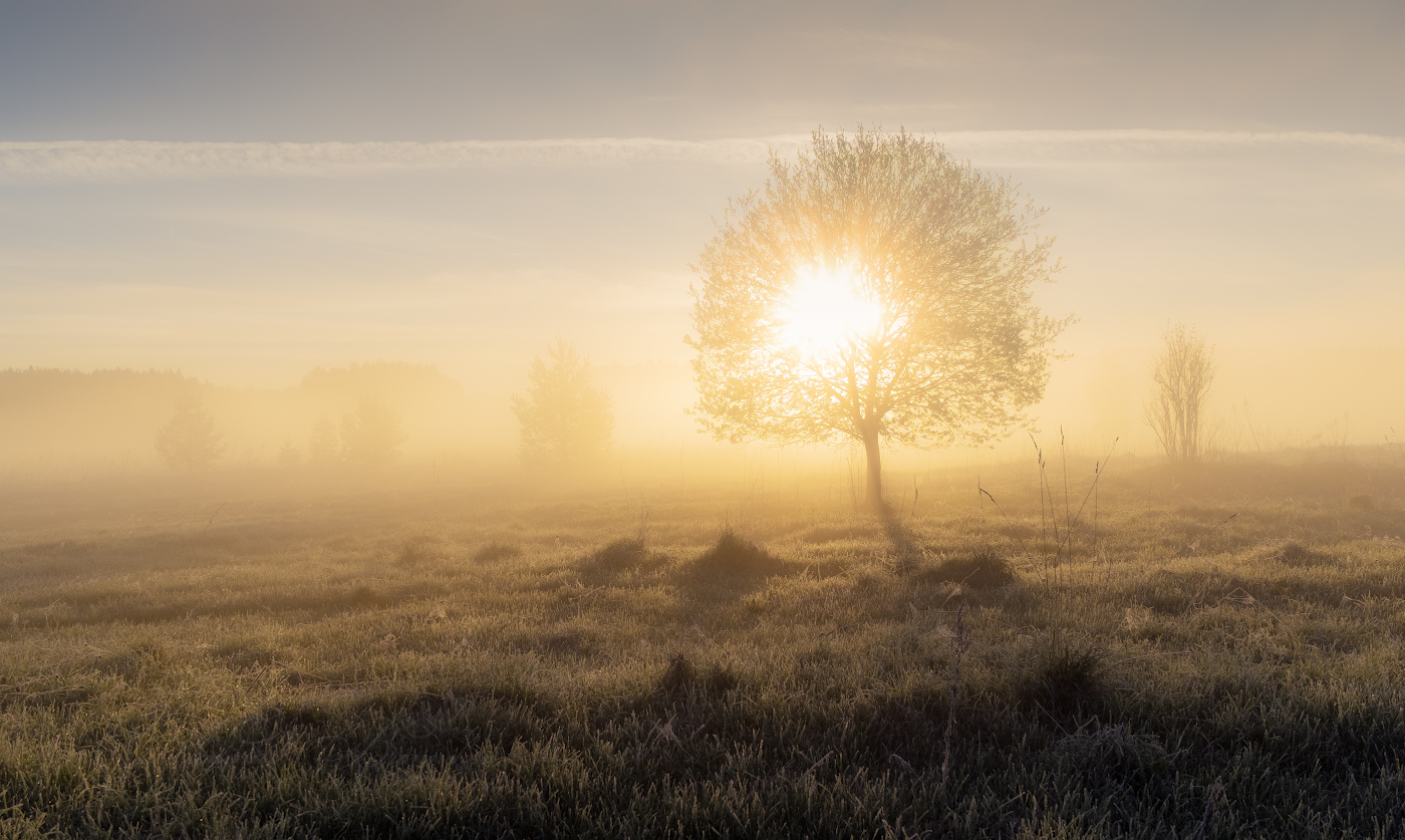 Золото рассвета