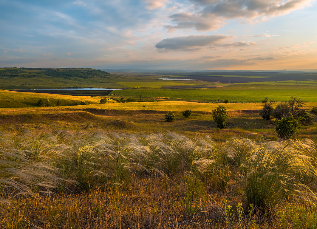 Ковыль в степи